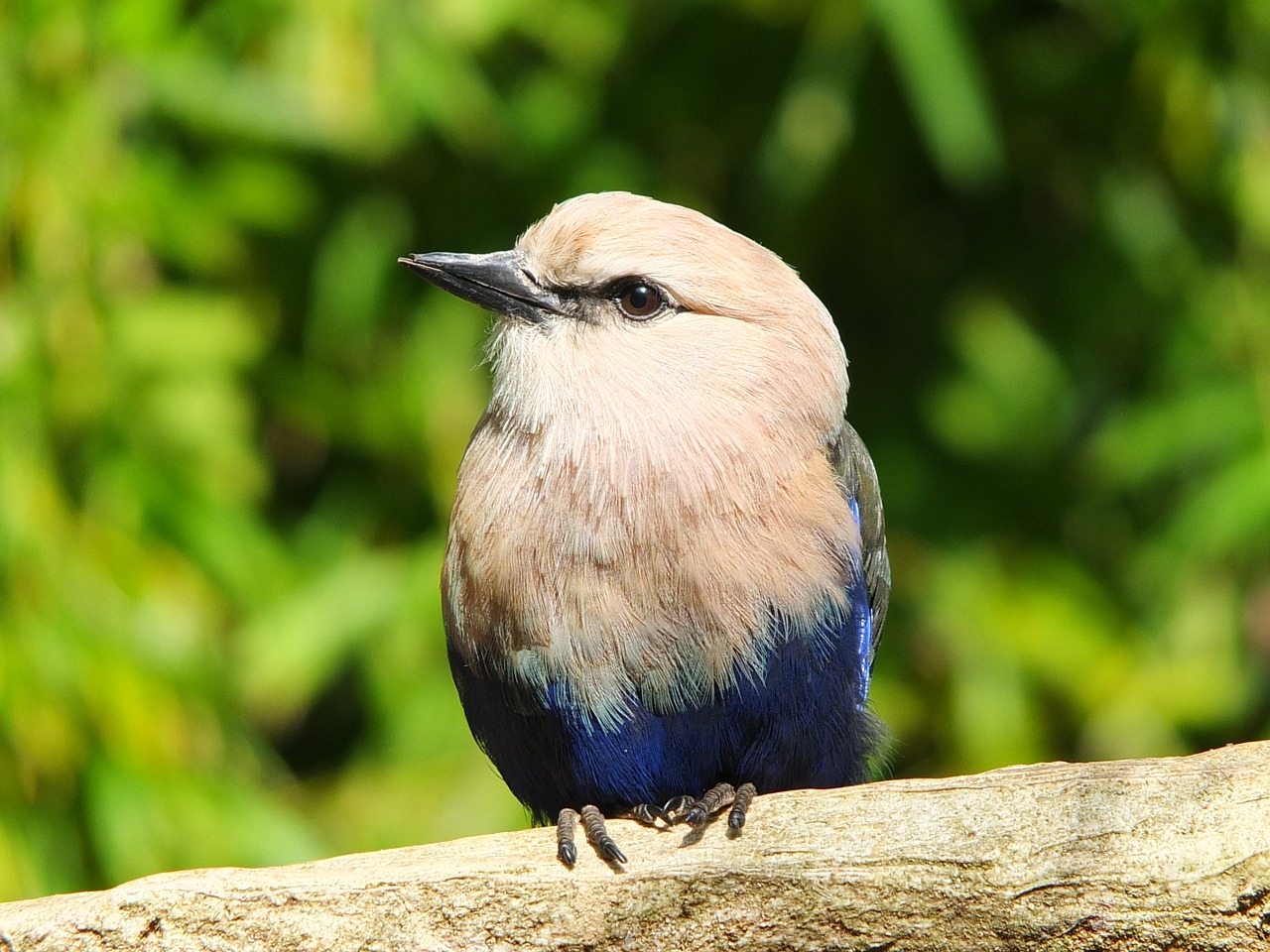 rollier rollier blue belly coraciidé free photo