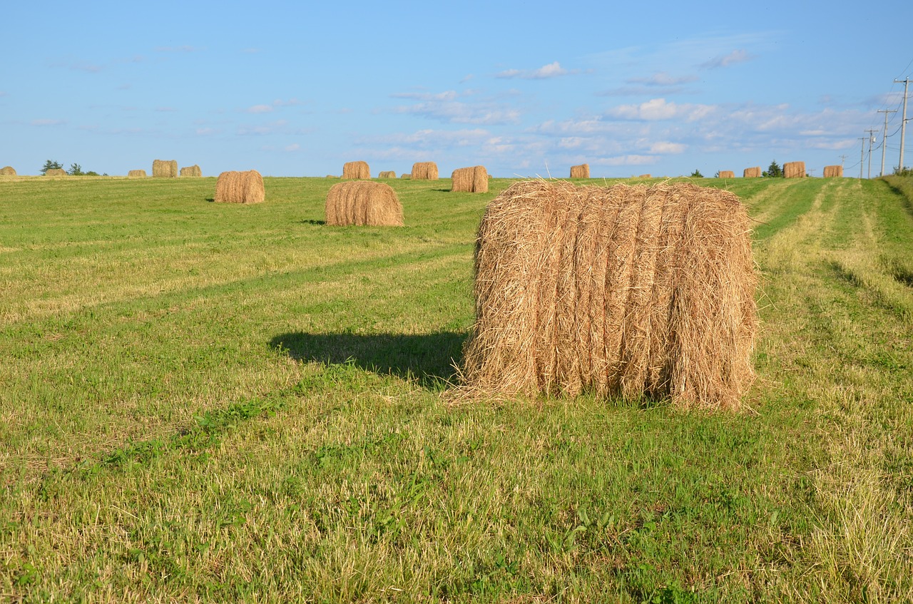 rolls field straw free photo