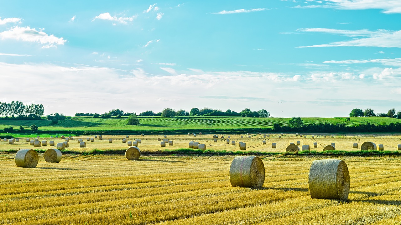 rolls of straw field straw free photo