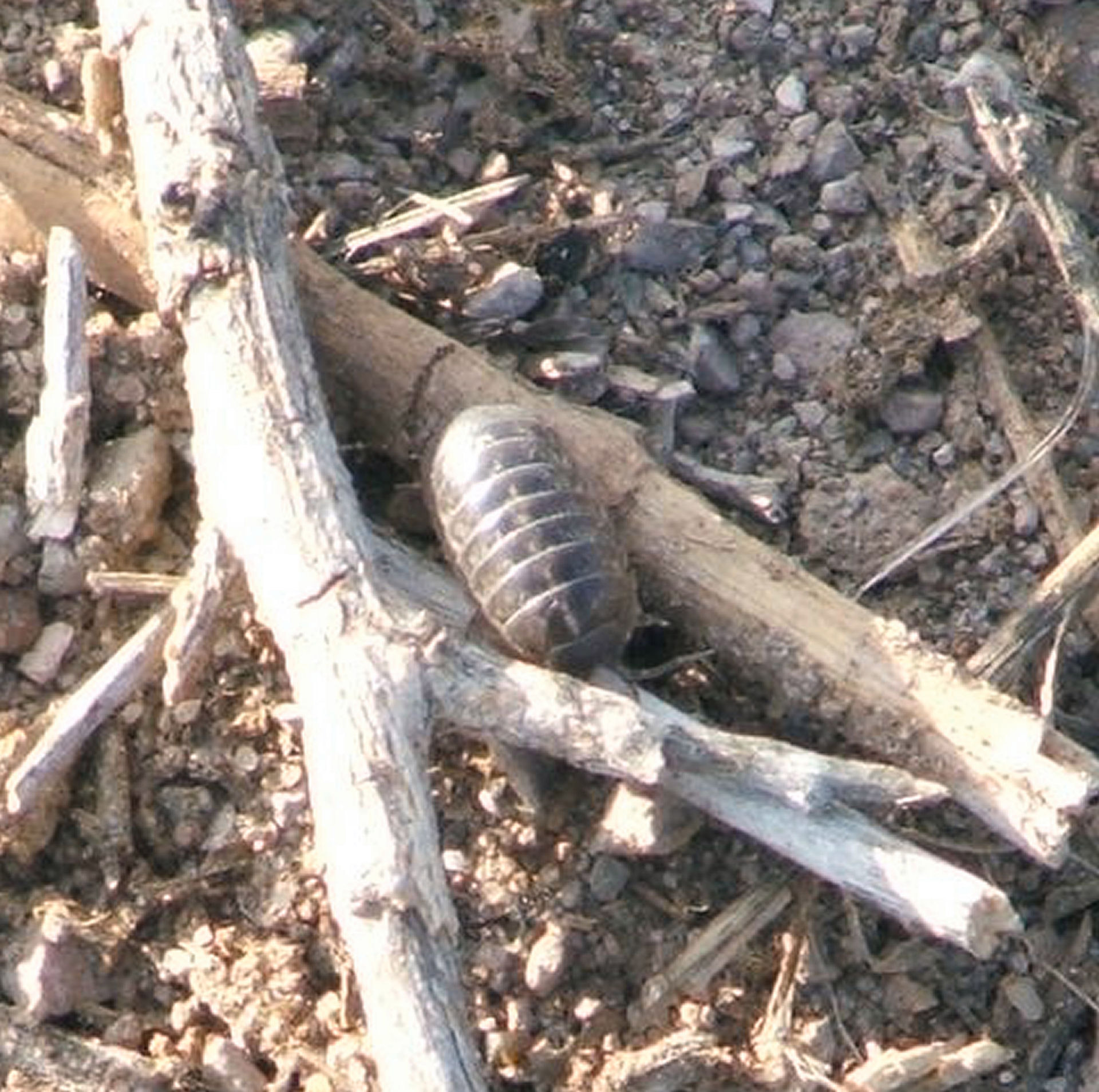 pill bug bug roly poly bug free photo