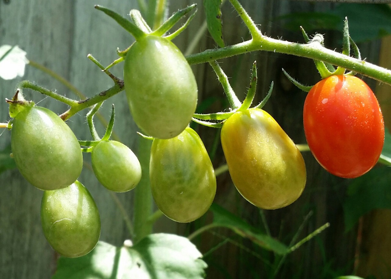 roma tomatoes fresh organic free photo
