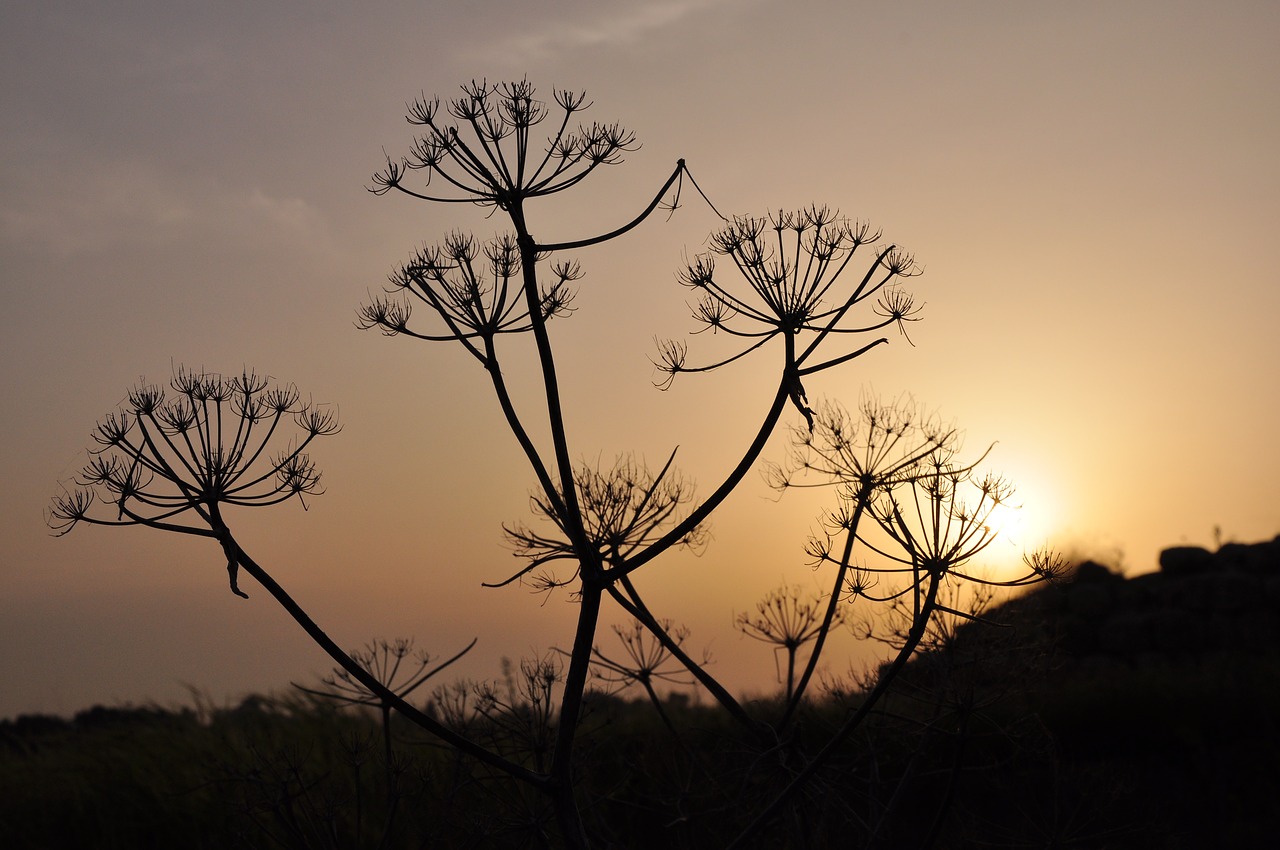 romance  abendstimmung  evening sky free photo