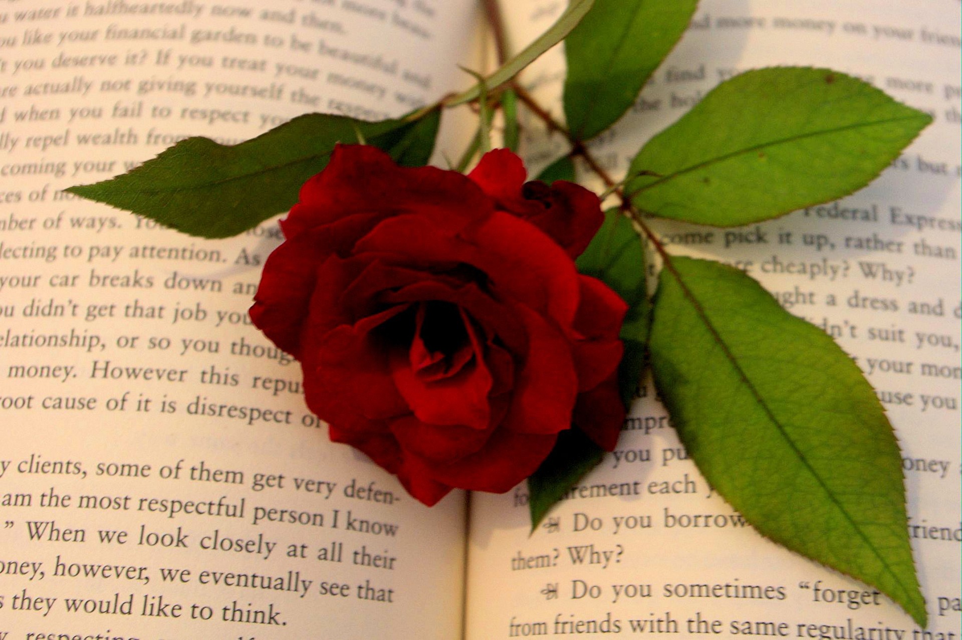 romance novel rose free photo