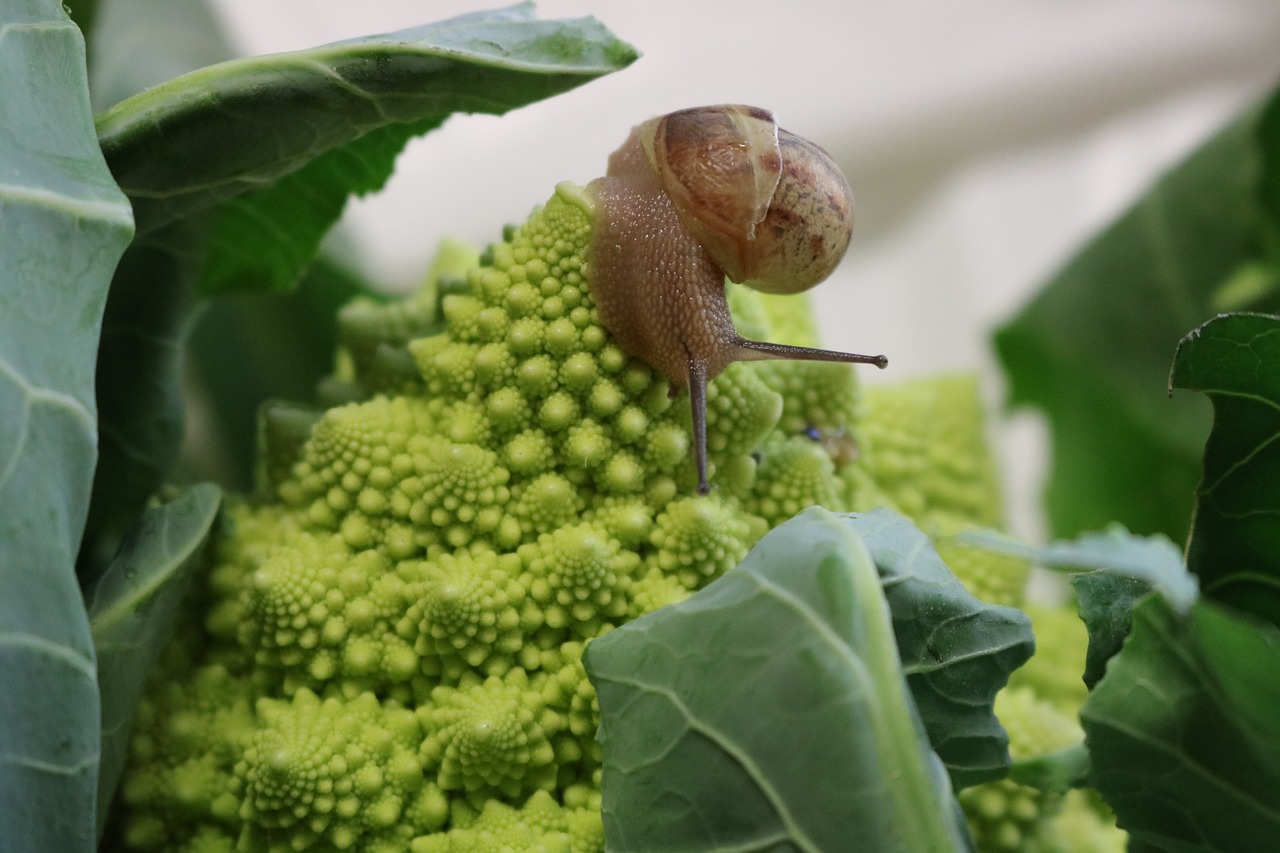 romanesco snail green free photo
