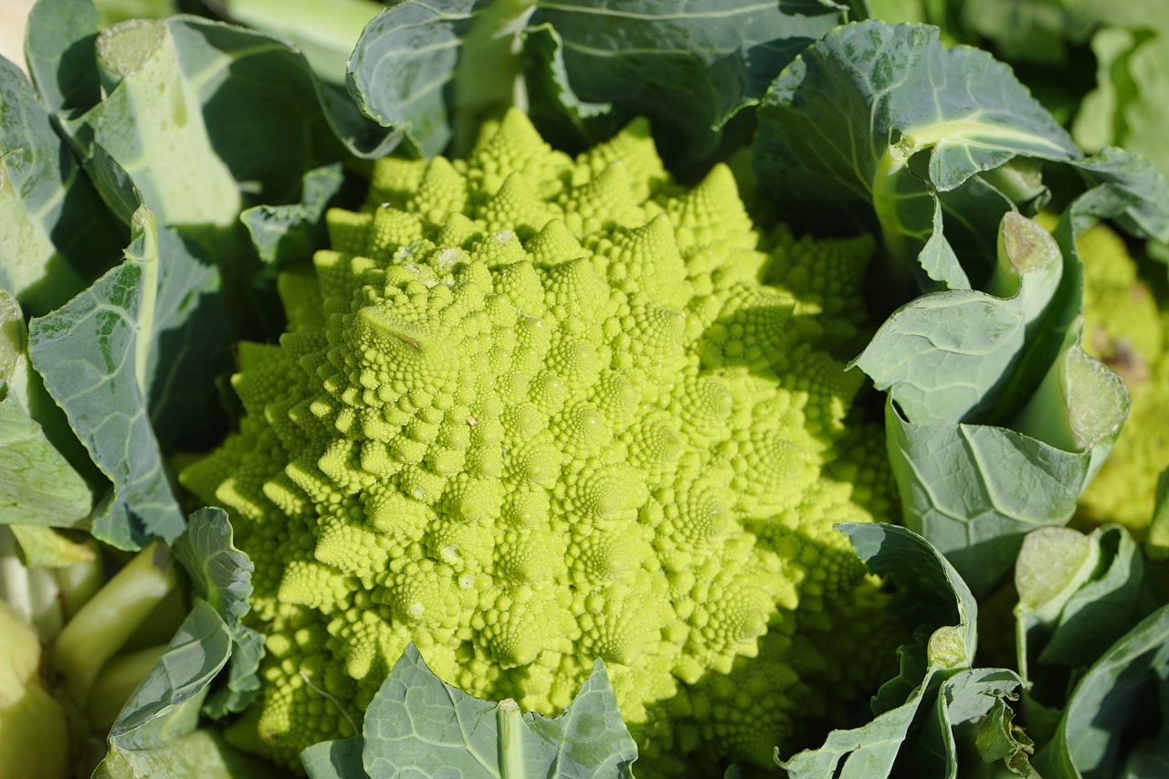 romanesco vegetables brassica oleracea free photo