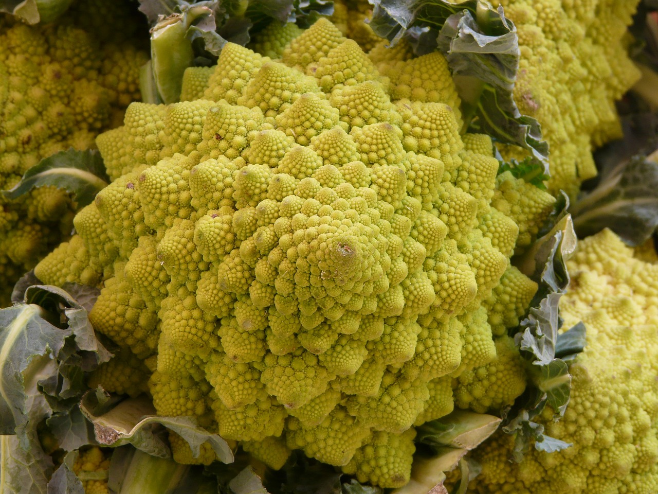 romanesco cauliflower cabbage free photo