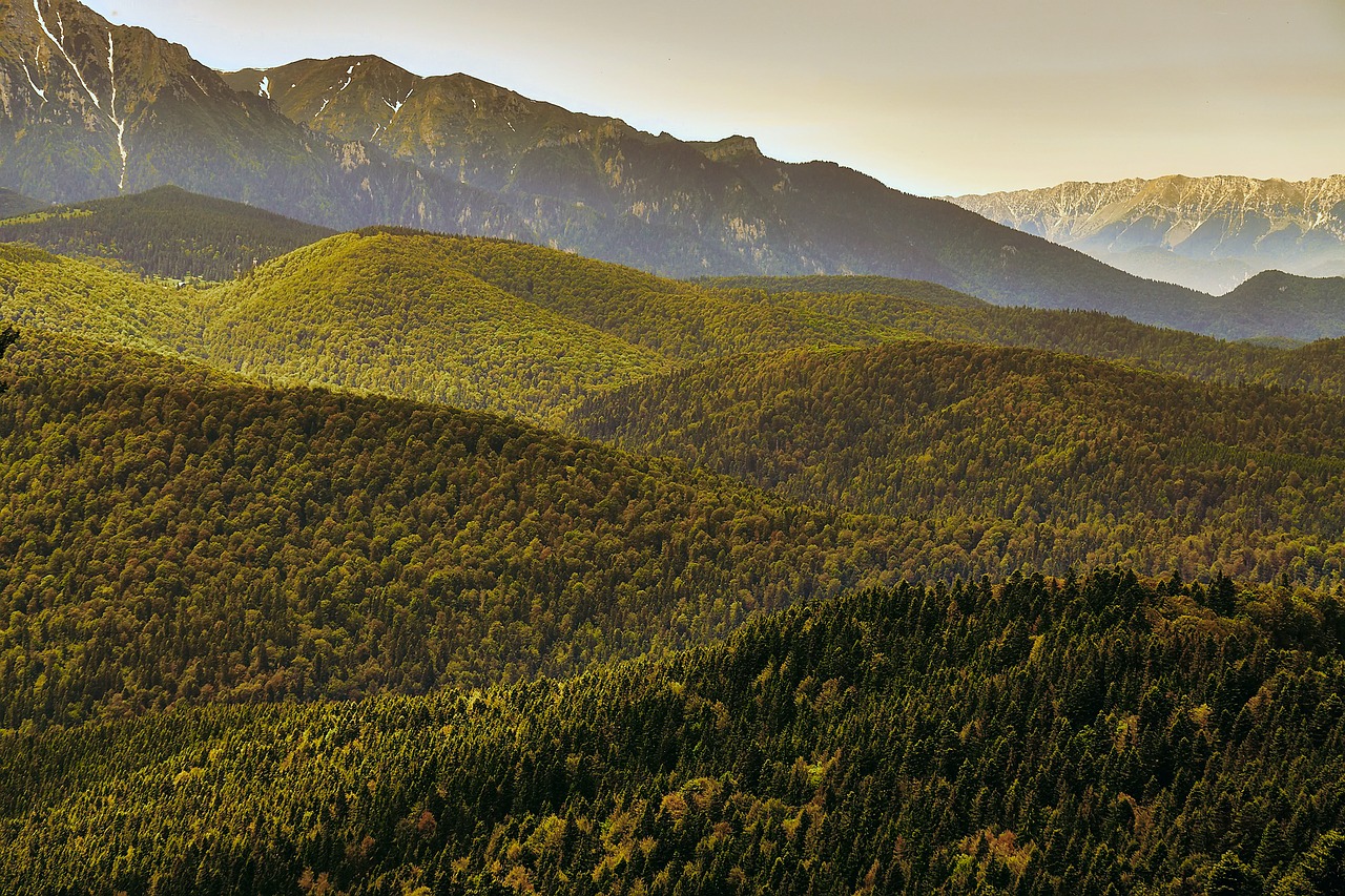 romania forest trees free photo