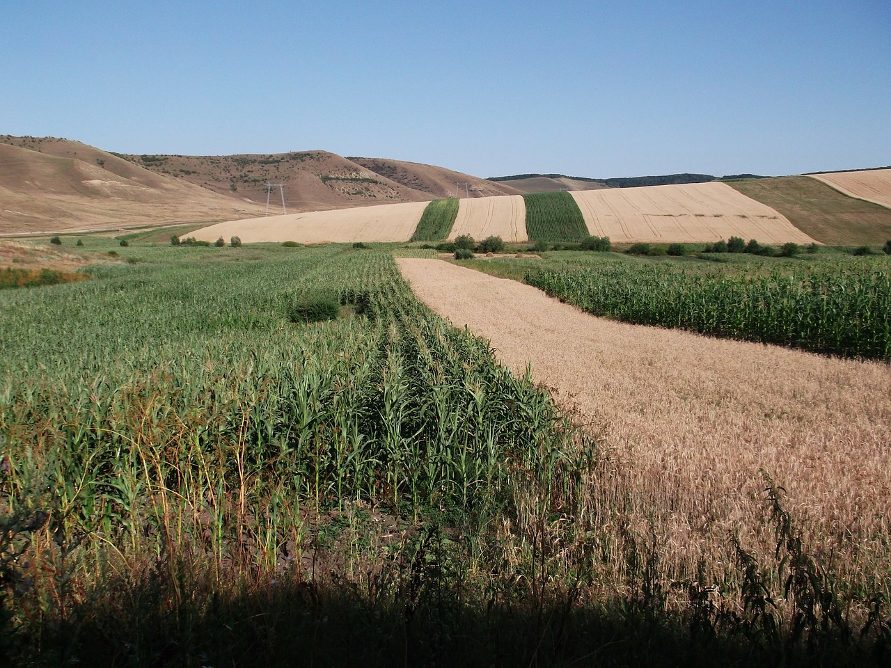 romania landscape corn free photo