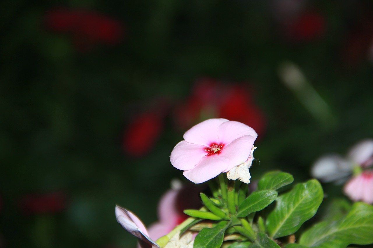 romantic flower pink free photo