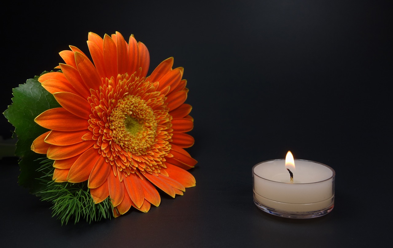 romantic candle flower free photo