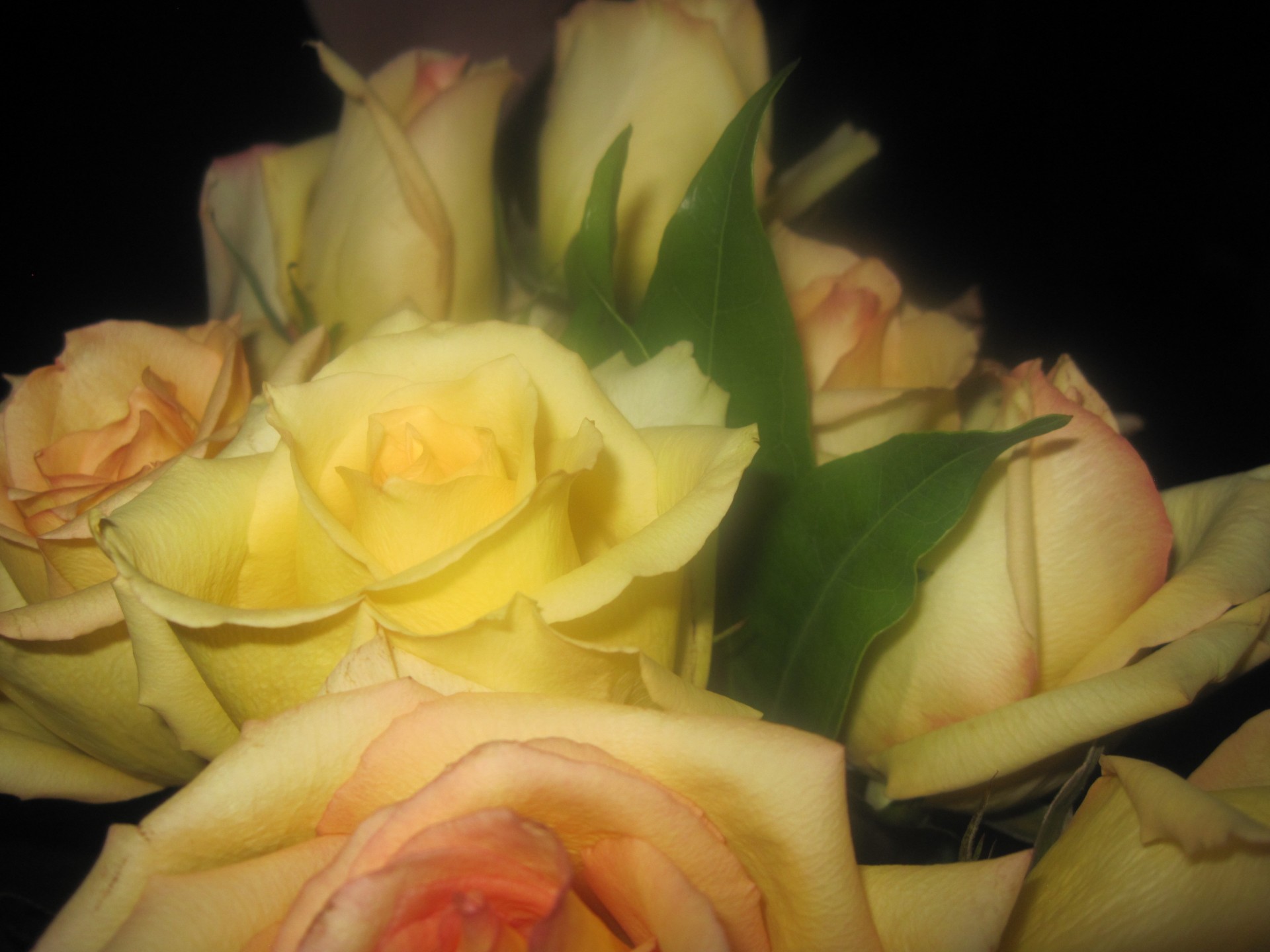 yellow rose love free photo