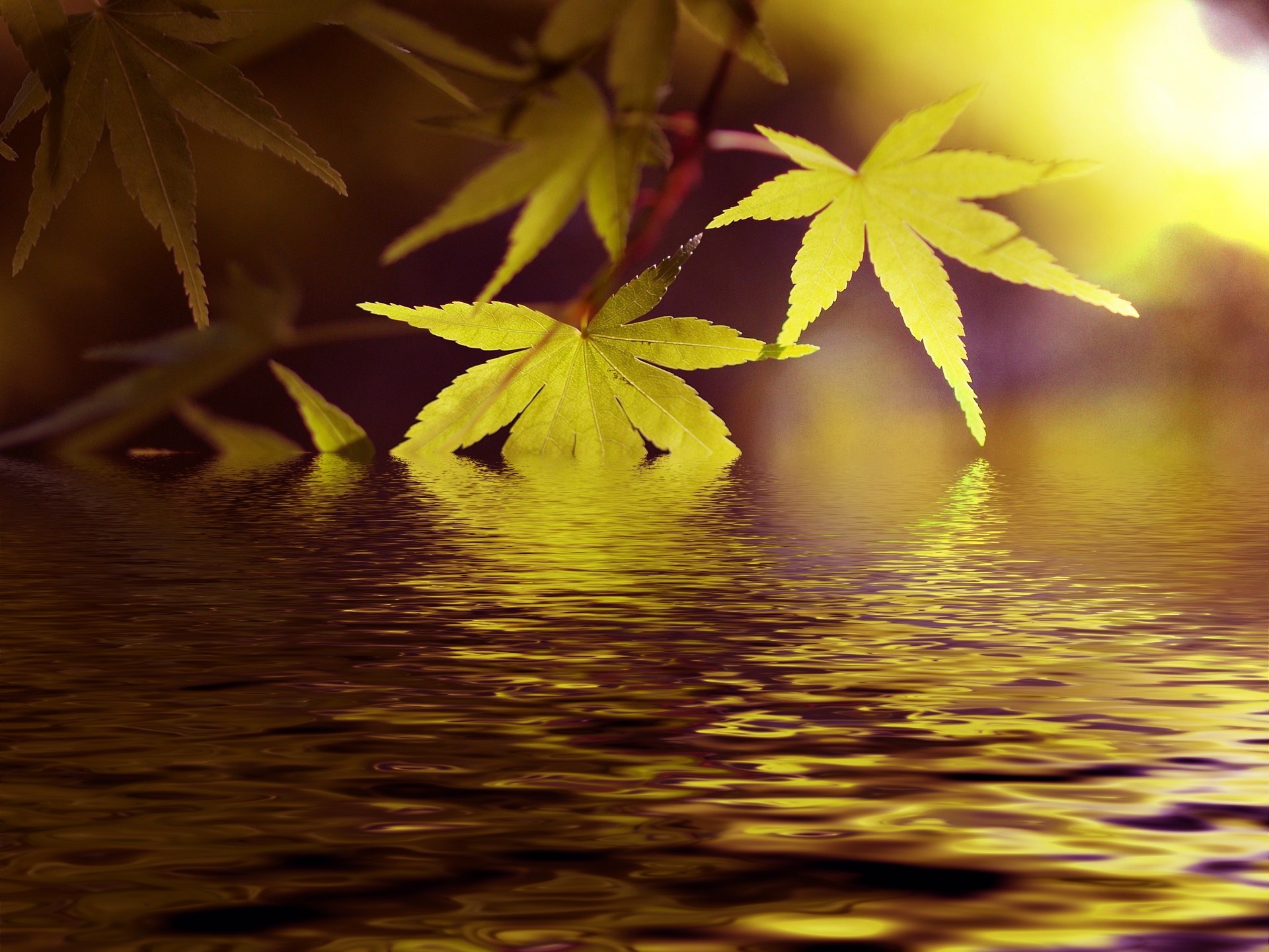 water lake maple free photo