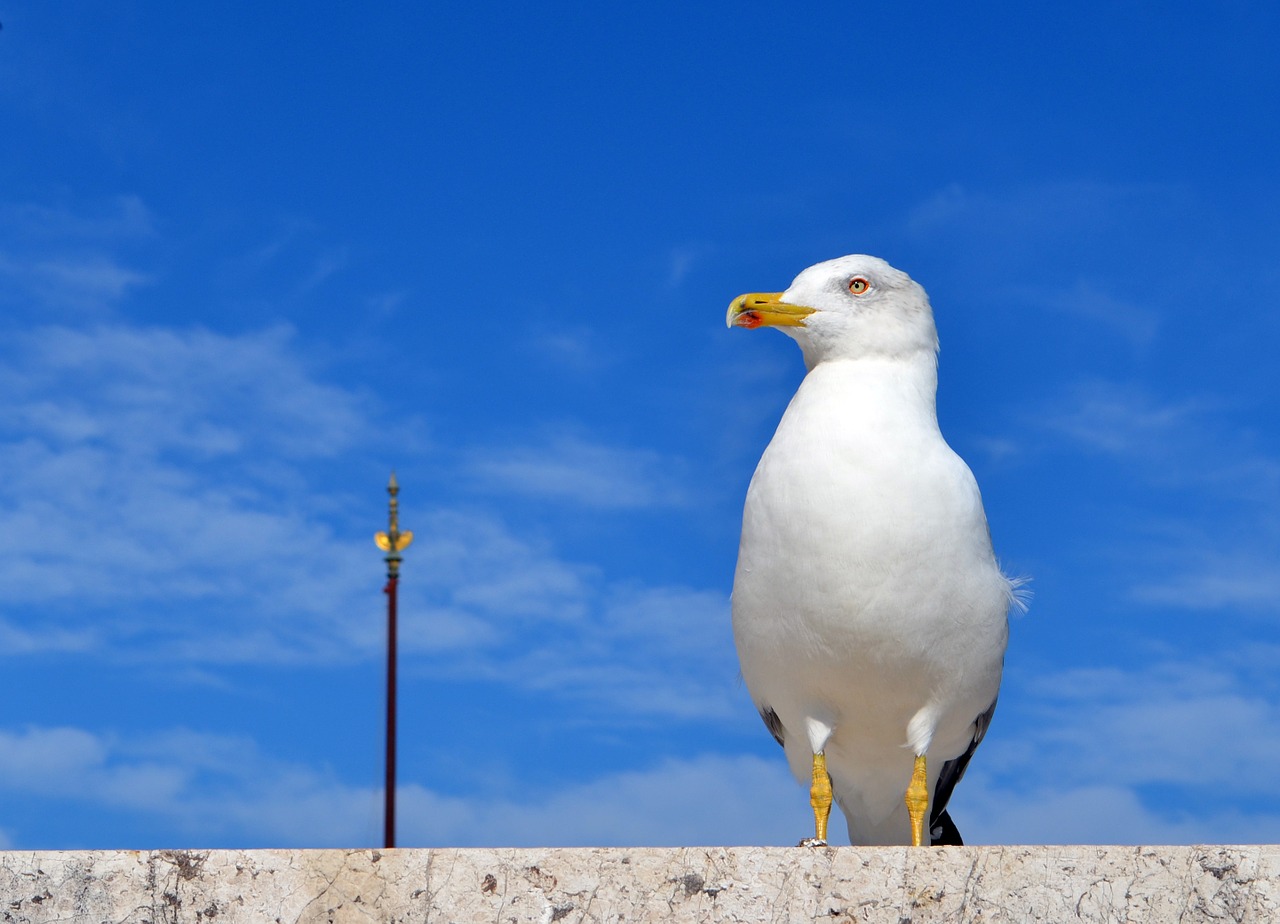 rome summer seagull free photo