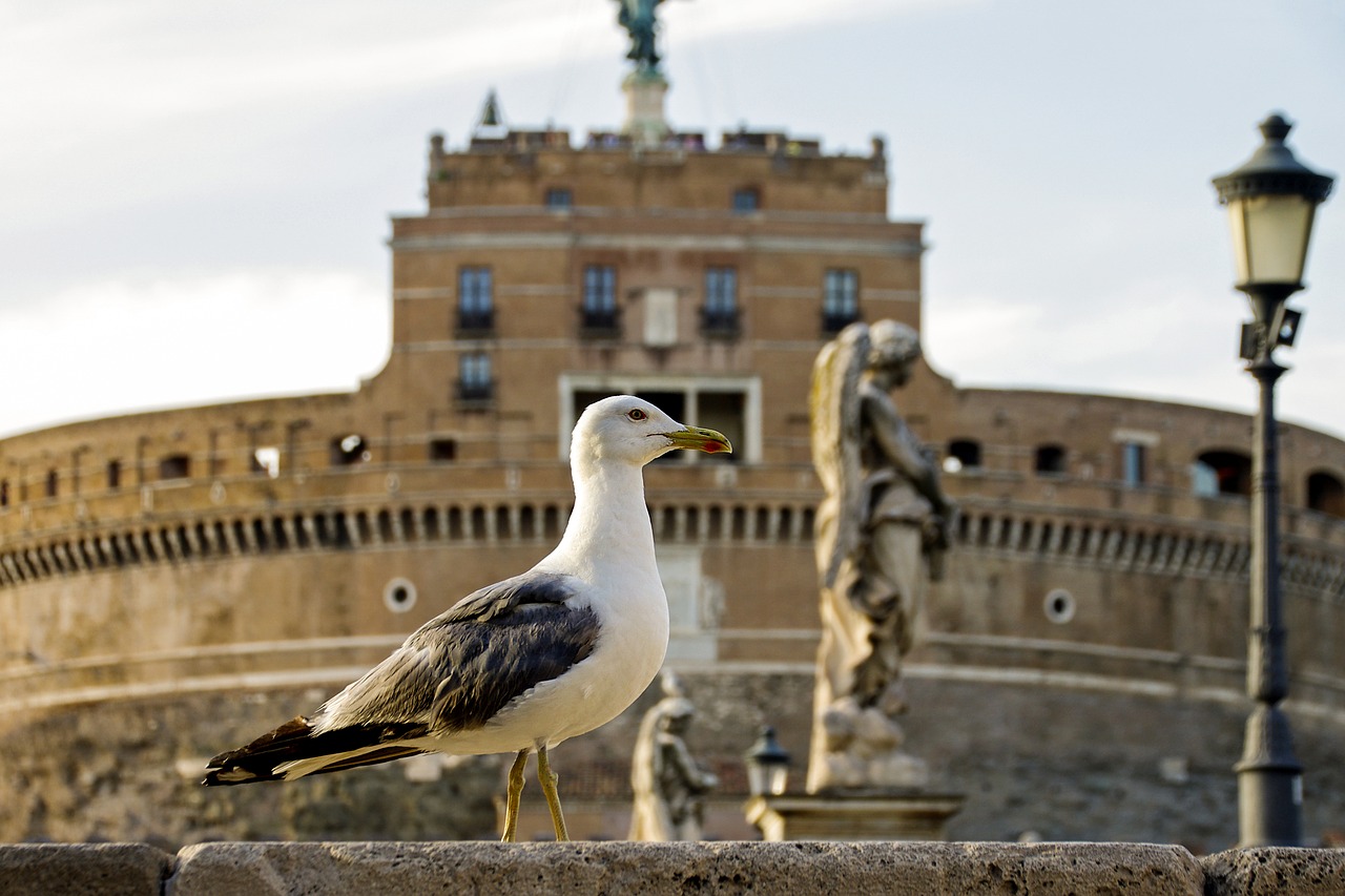 rome castel sant'angelo seagull free photo