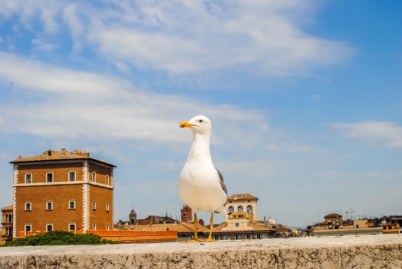 rome  bird  italy free photo