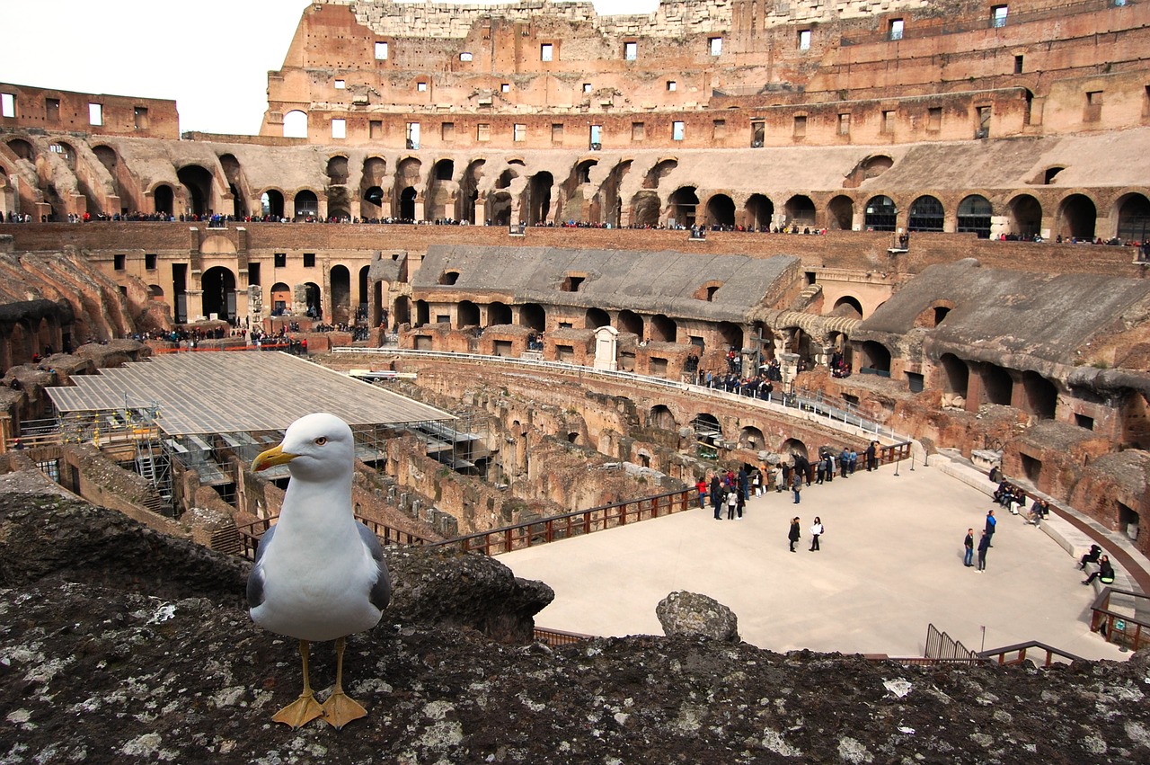 rome  the coliseum  seagull free photo