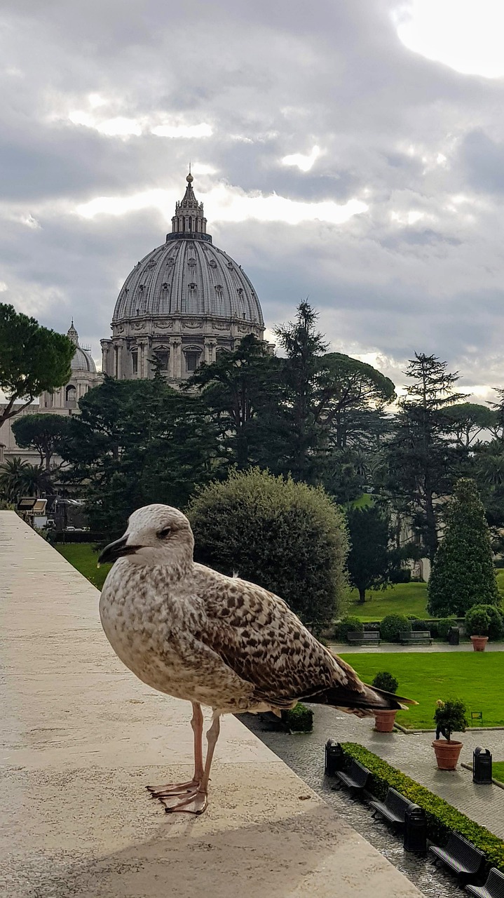 rome  italy  seagull free photo