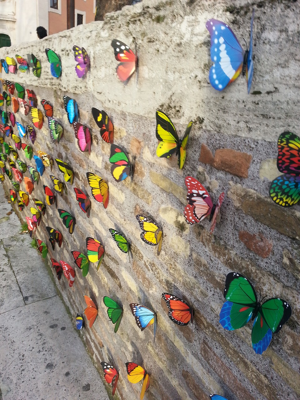 rome butterfly wall free photo