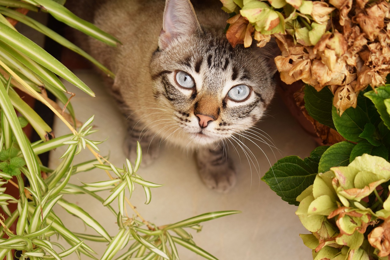 cat flower patio free photo