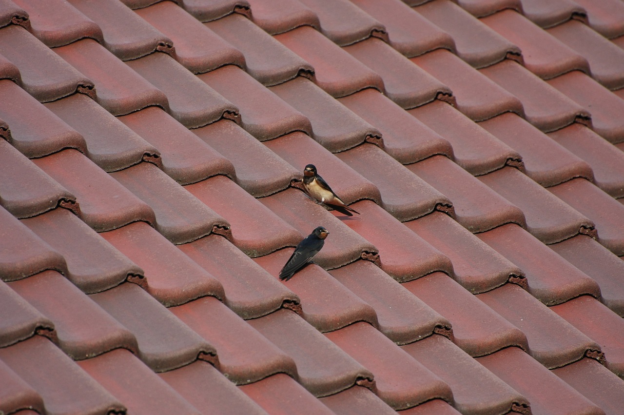 roof tile tiled roofs free photo
