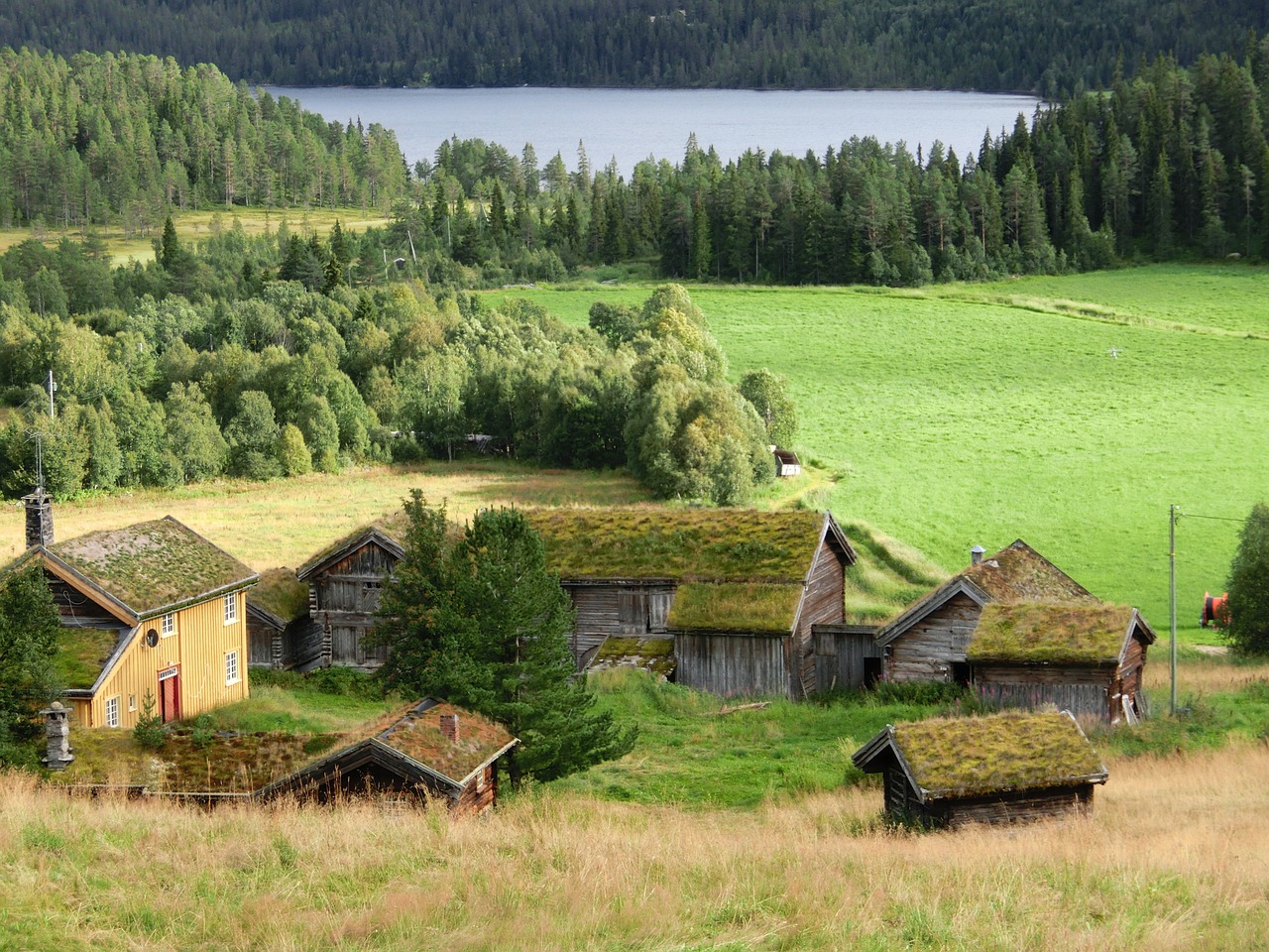 roof meadow grass free photo