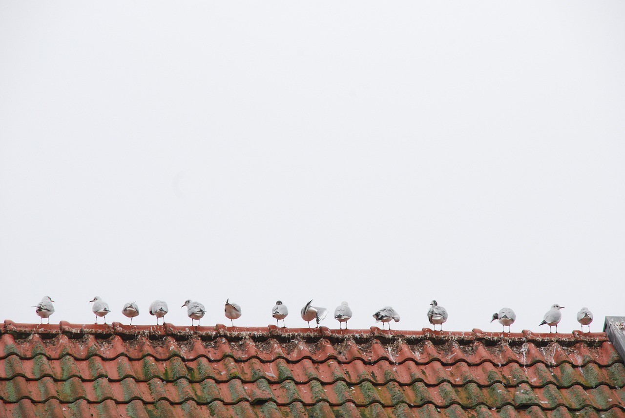 roof bird seagull free photo