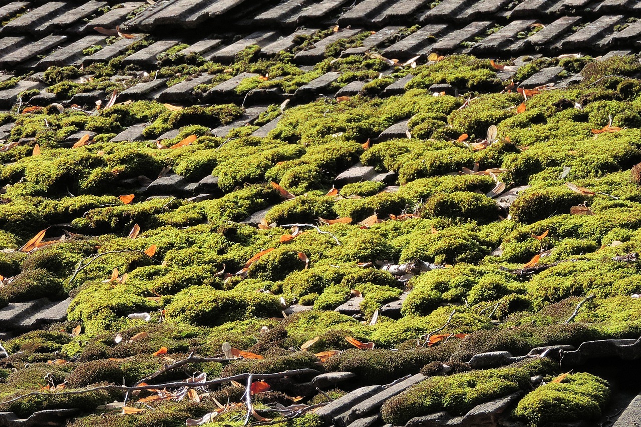 roof tile moss free photo