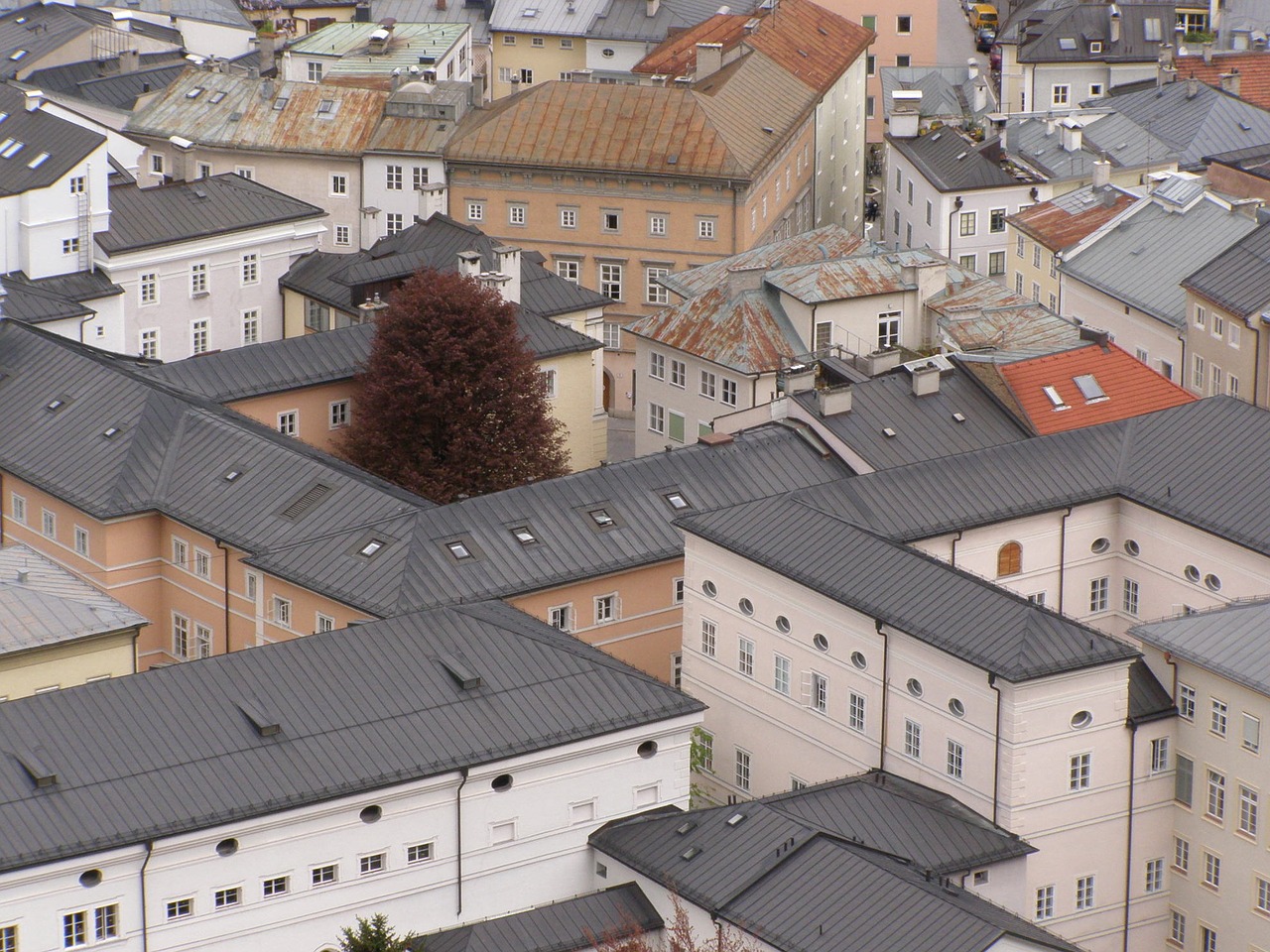 roof roof houses single tree free photo