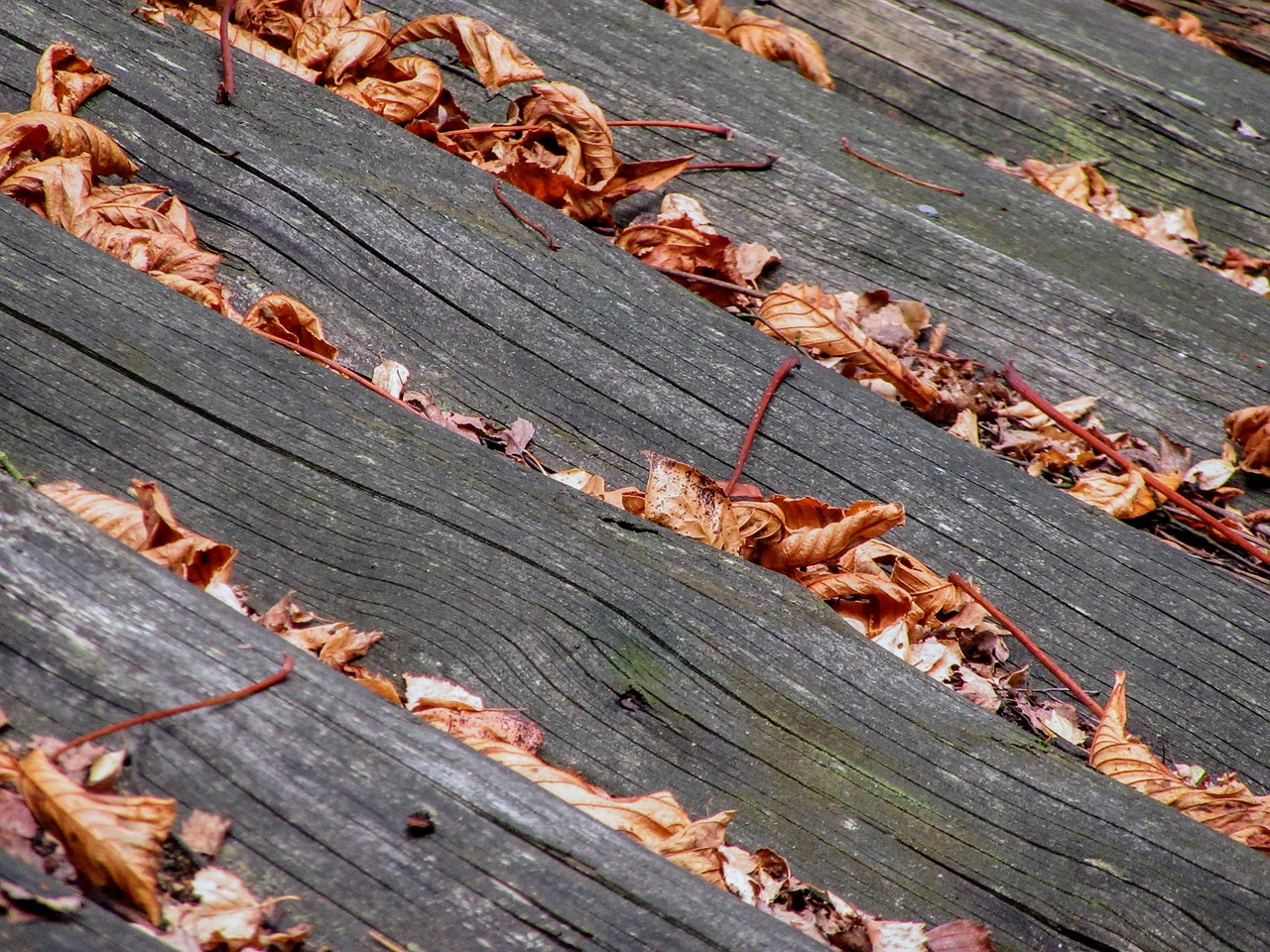 roof leaves wood free photo