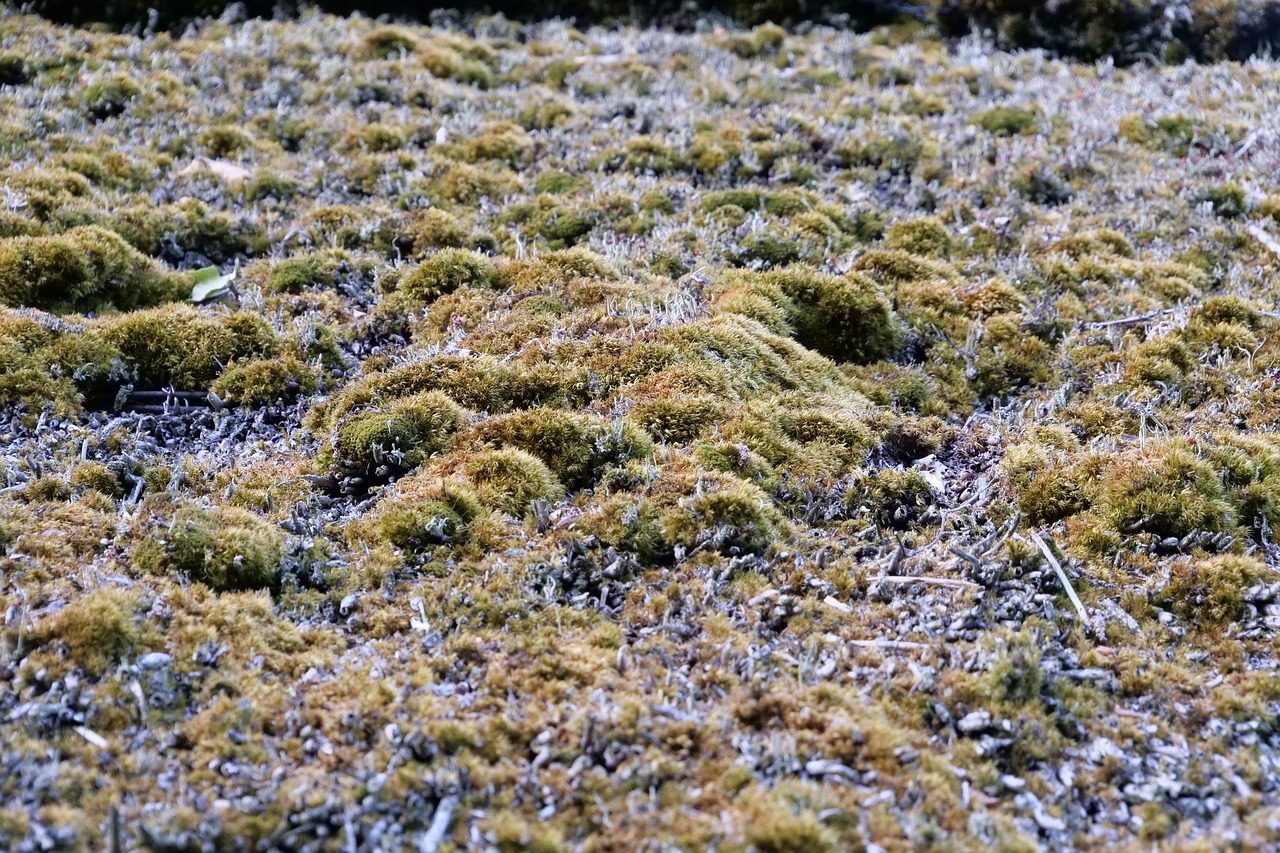 roof  moss  old free photo