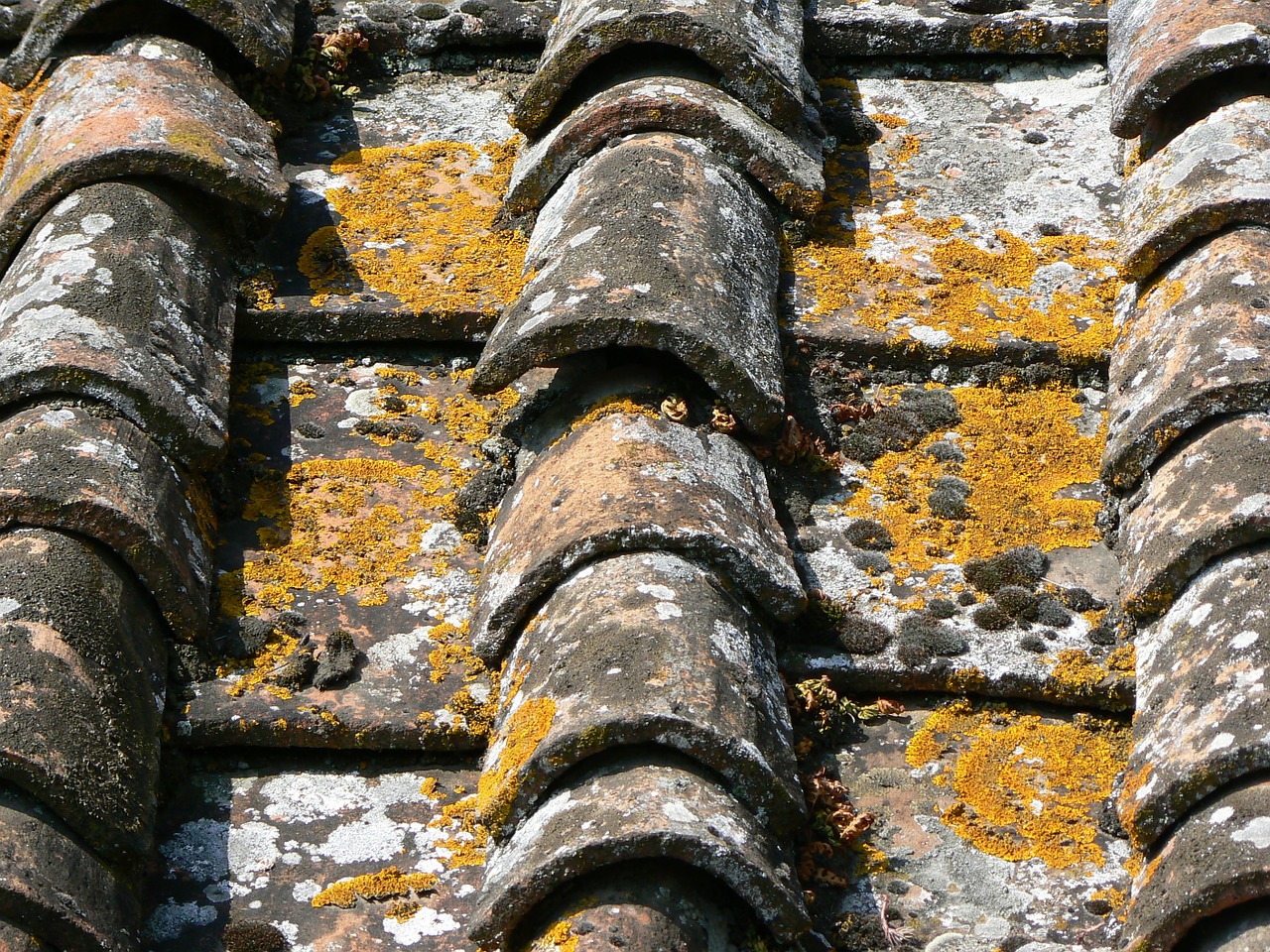 roof tiles tuscany free photo