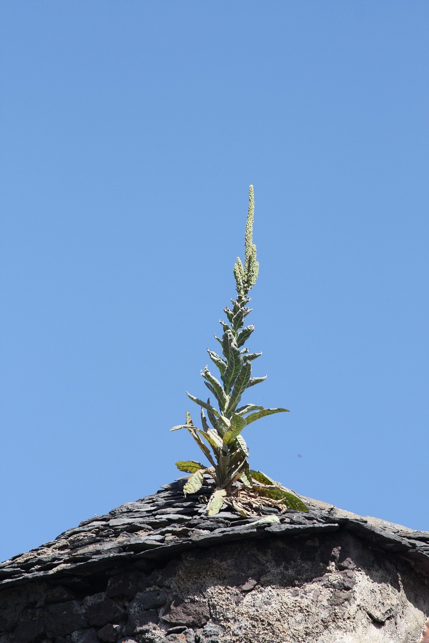 roof plant tiles free photo