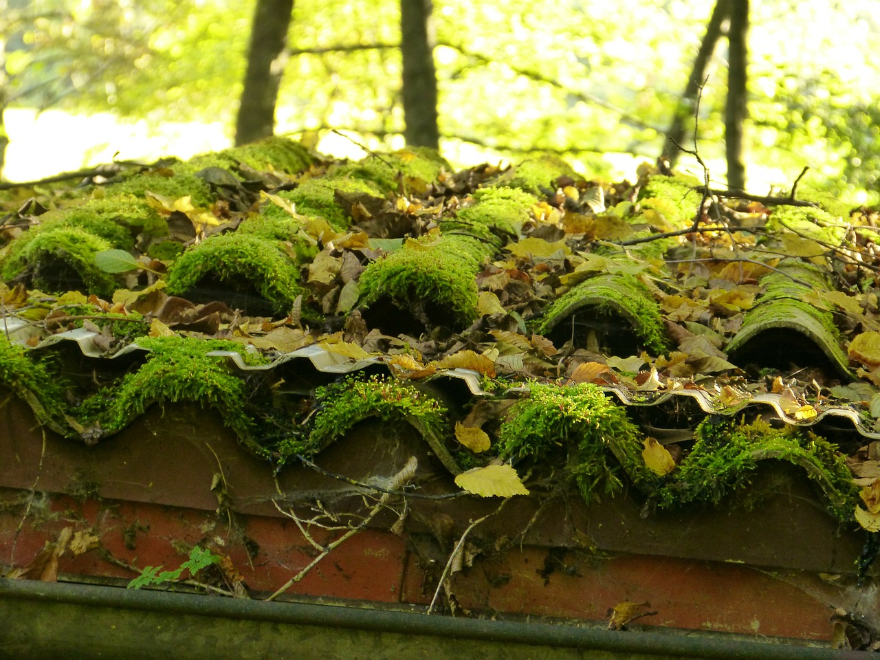 roof moss roofing tiles free photo