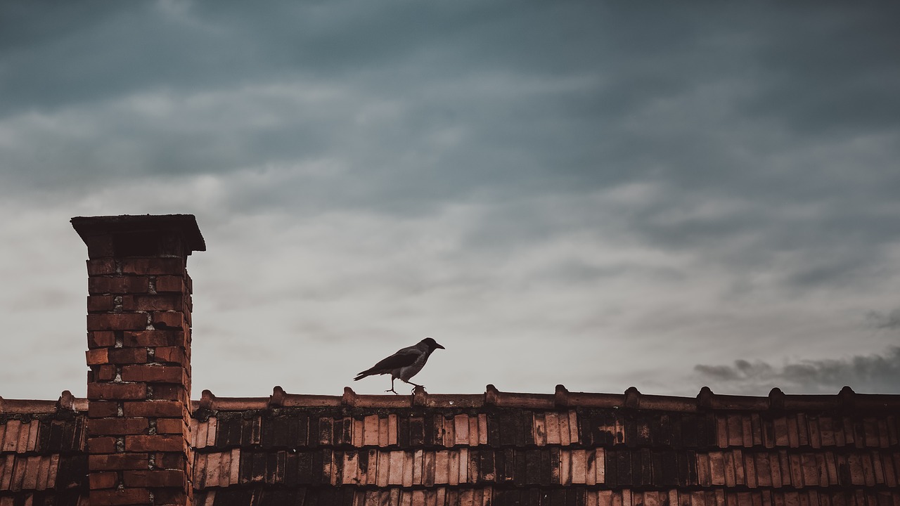 roof animal bird free photo