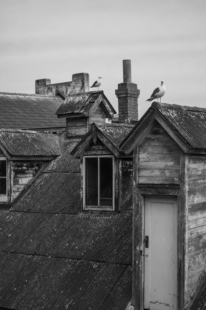 roof rooftop bird free photo