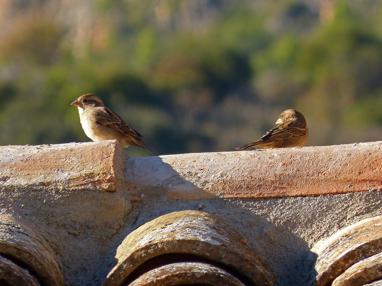 roof sparrows birds free photo