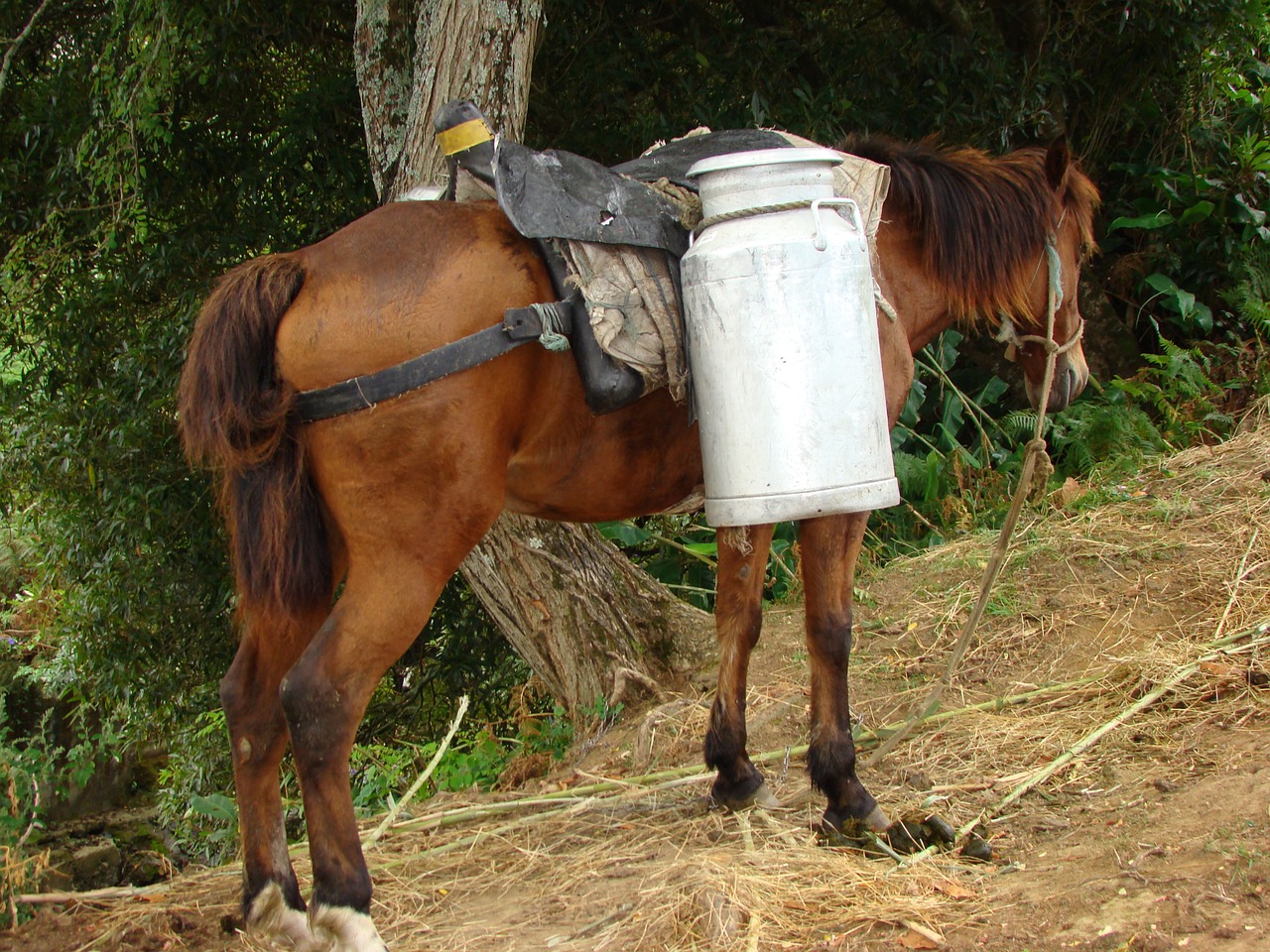 roof rack horse everyday life free photo