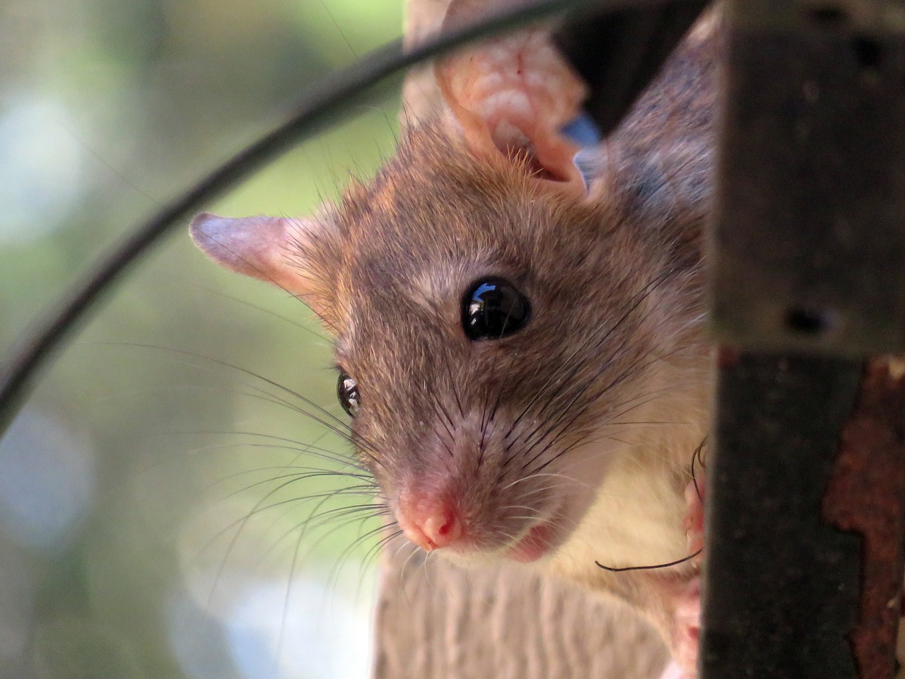 roof rat rat rodent free photo