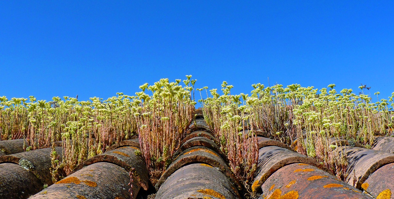 roofing tile terracotta free photo