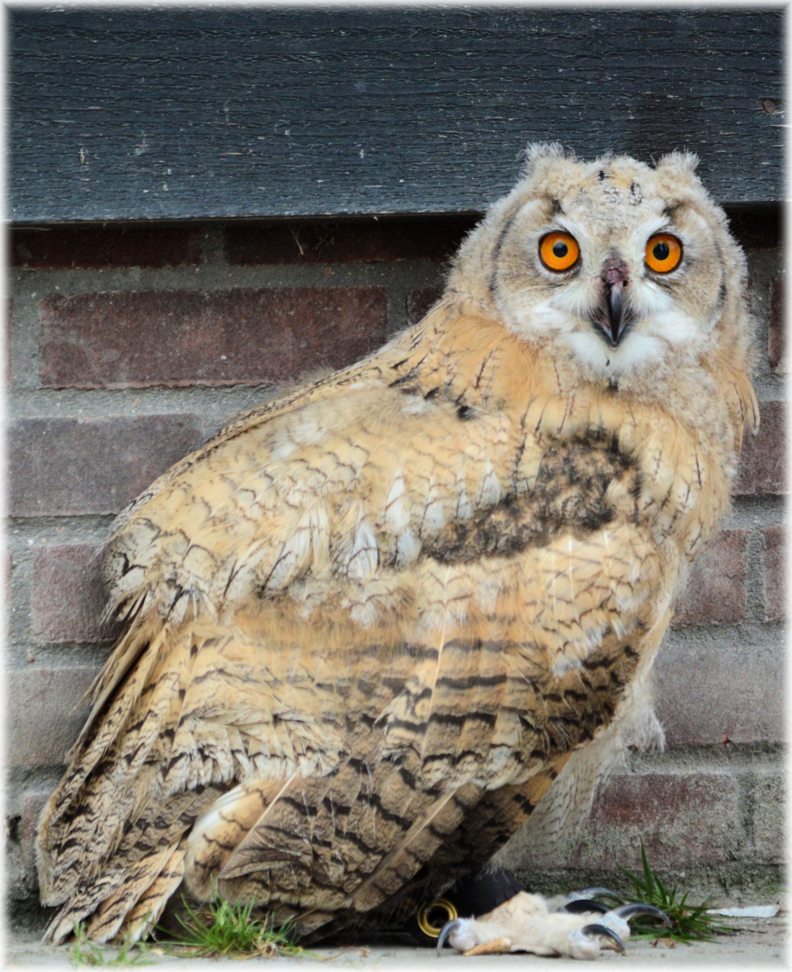 owl owls raptors free photo