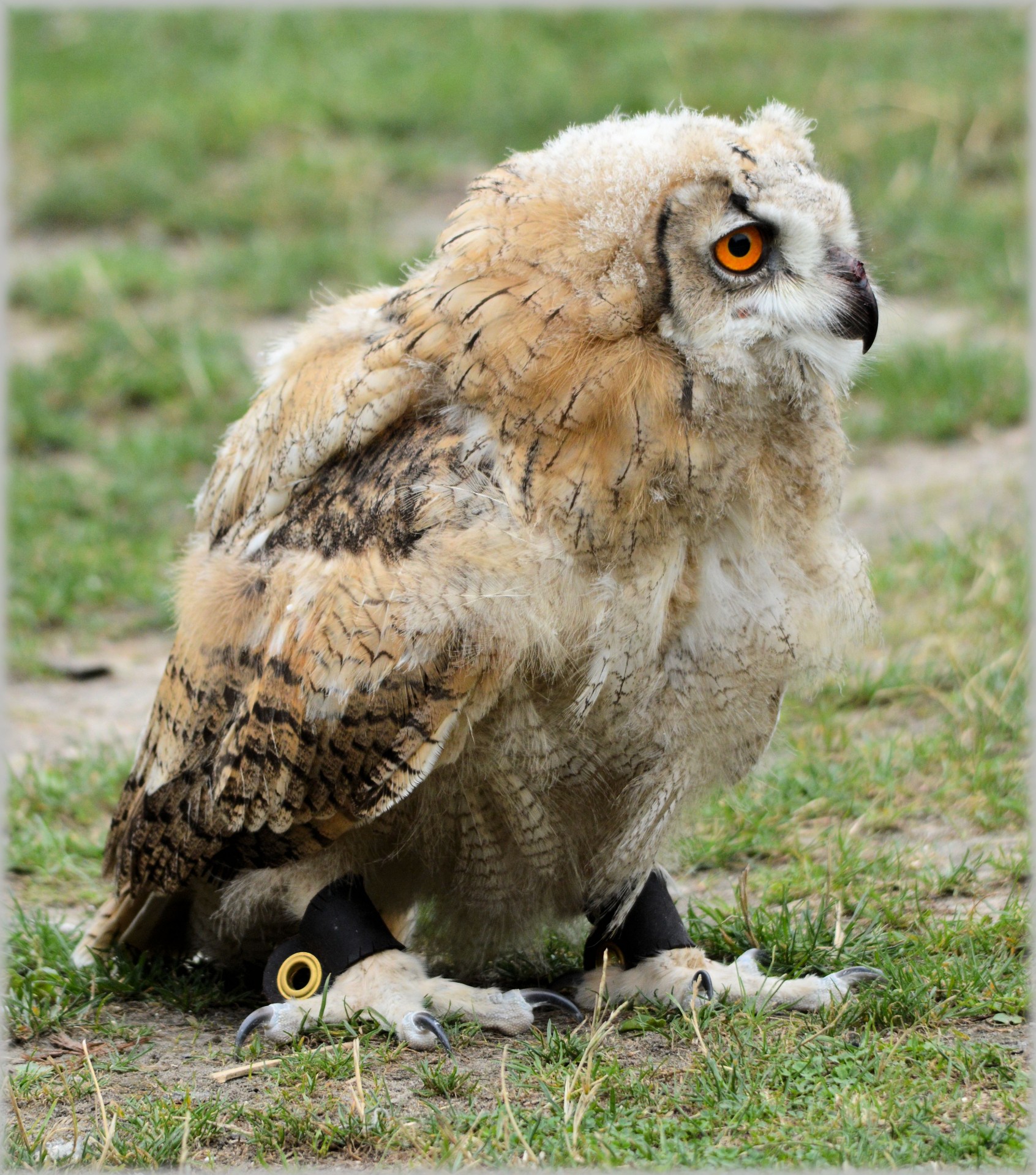 owl owls raptors free photo