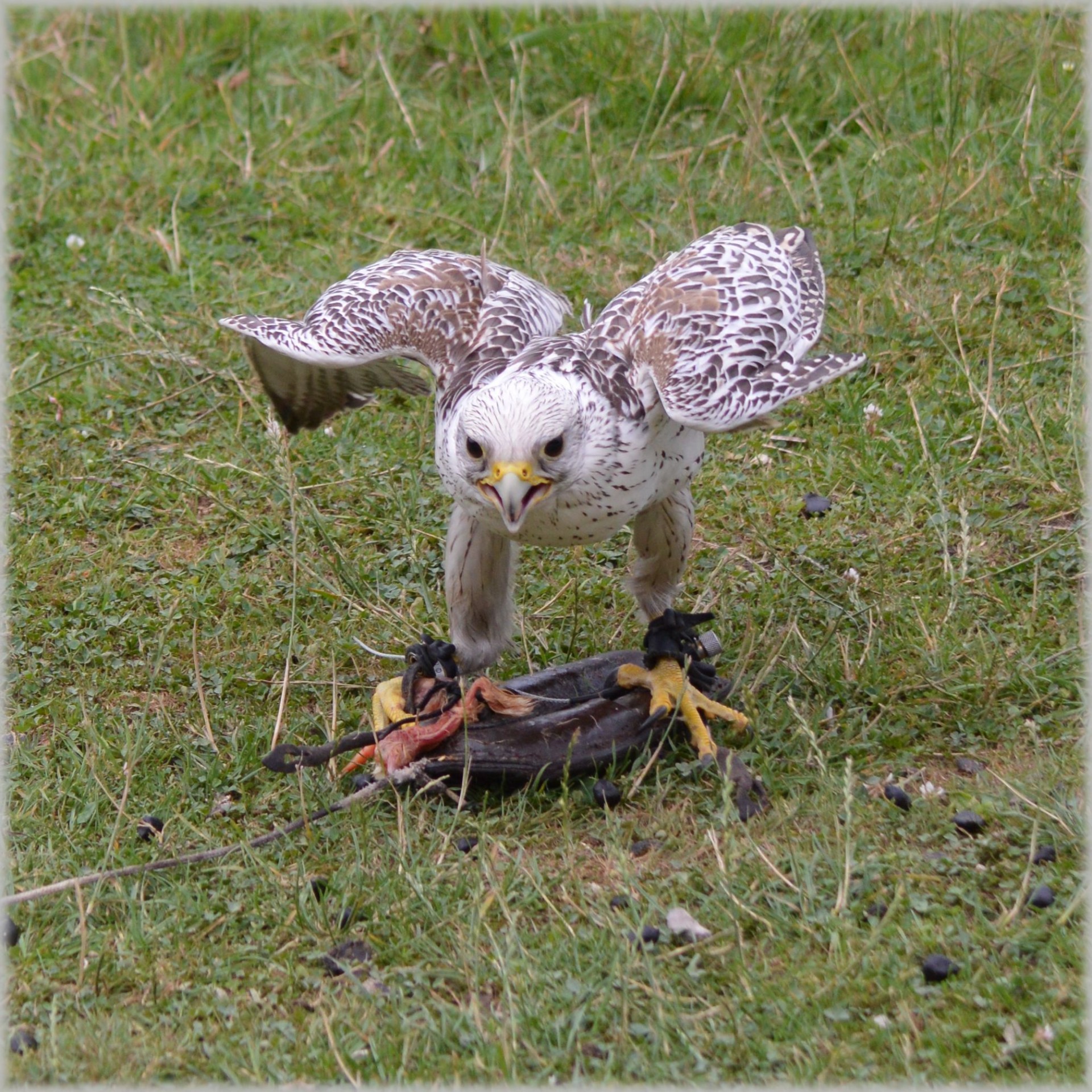 hawk raptors show free photo