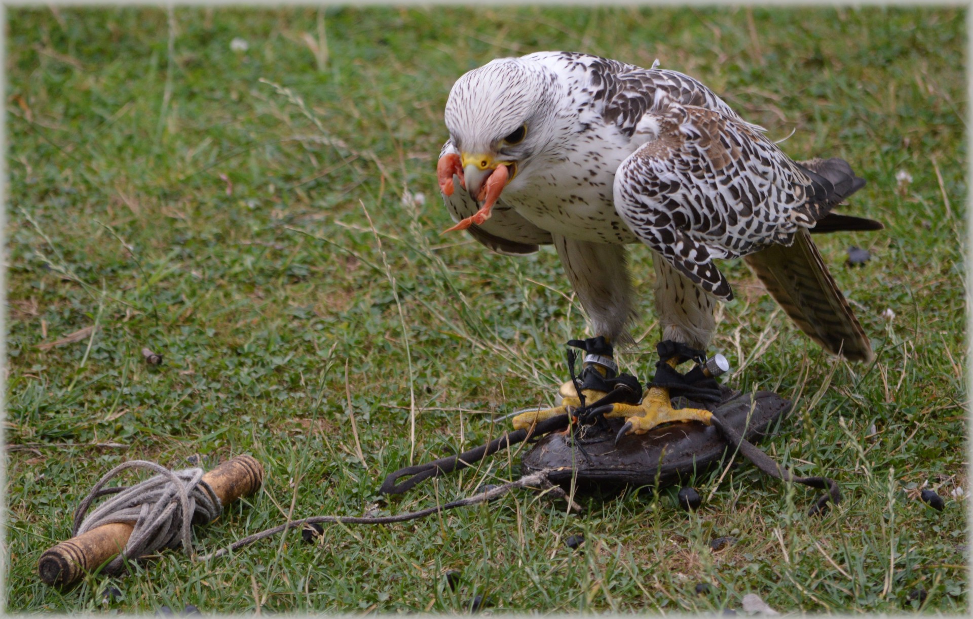 hawk raptors show free photo