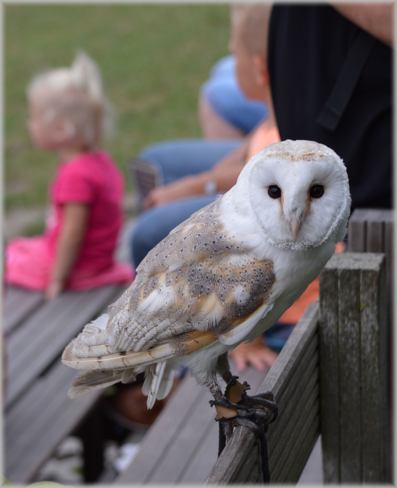 owl owls raptors free photo