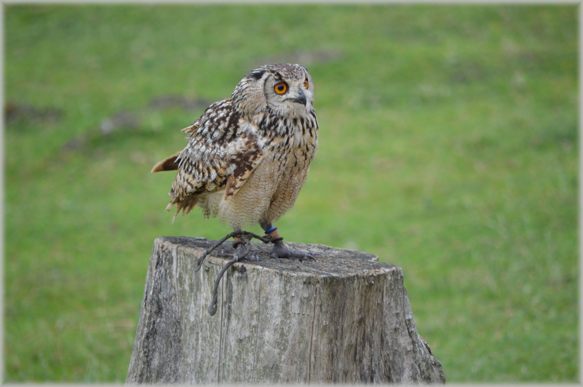 owl owls raptors free photo