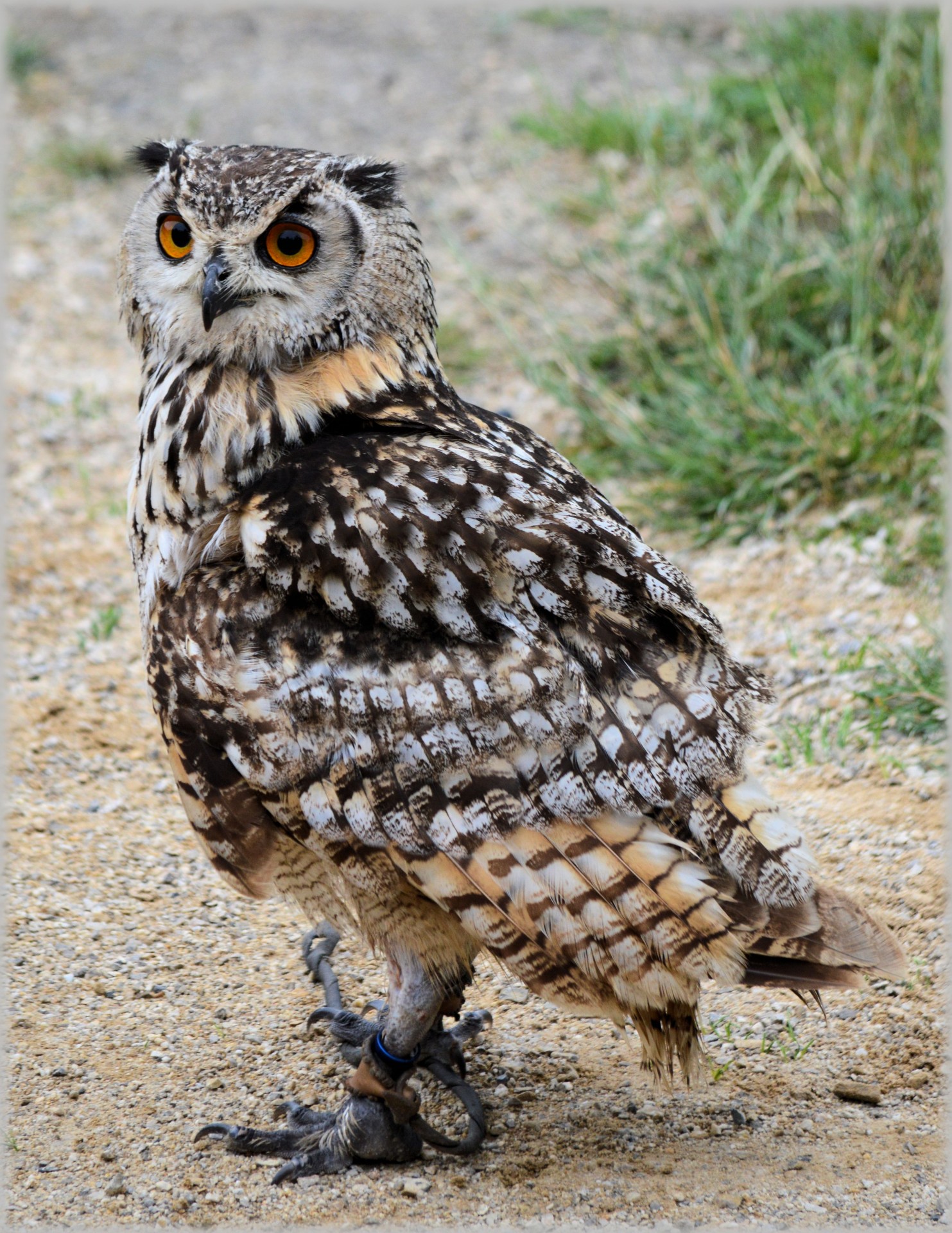 owl owls raptors free photo