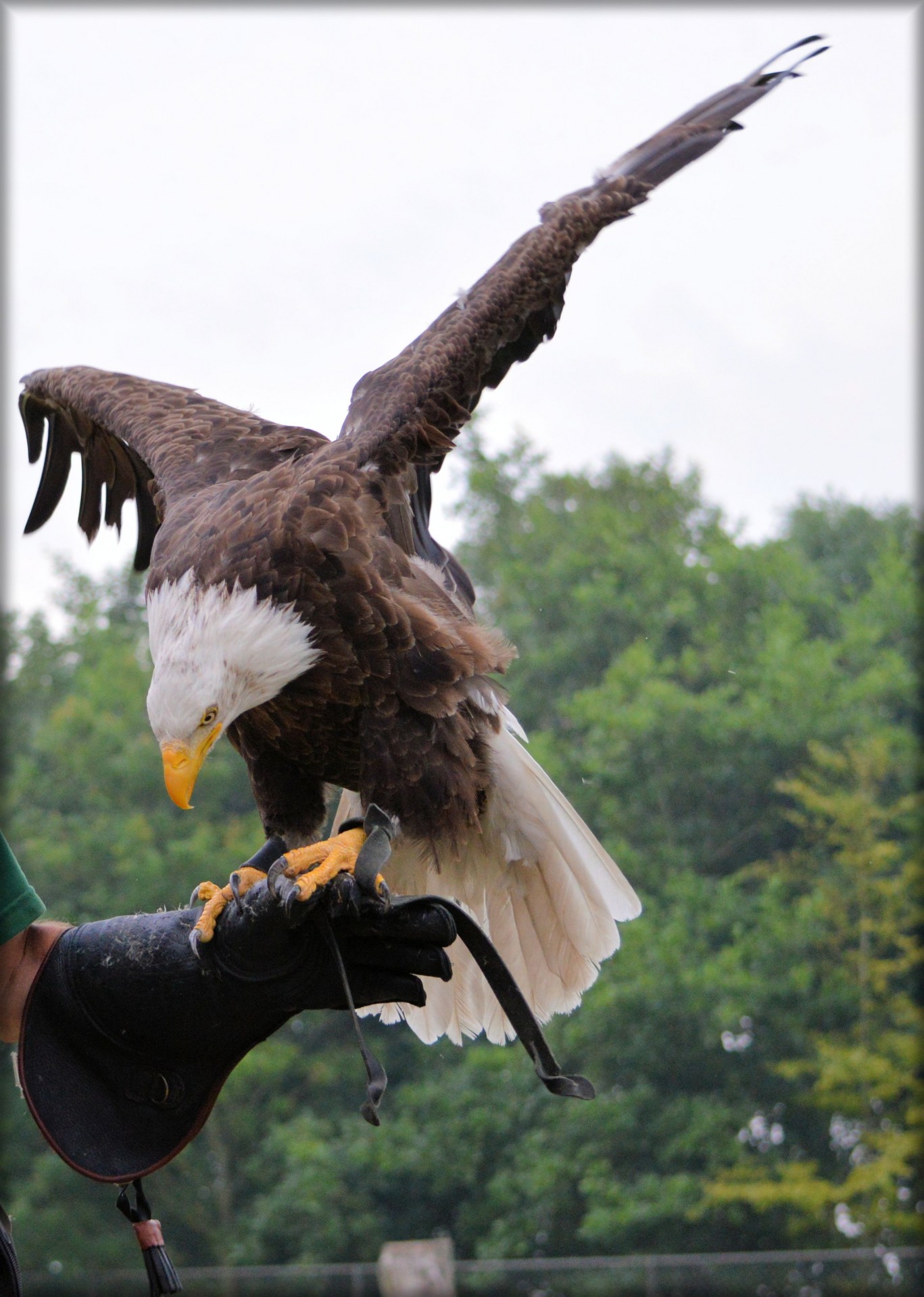 eagle raptors show free photo