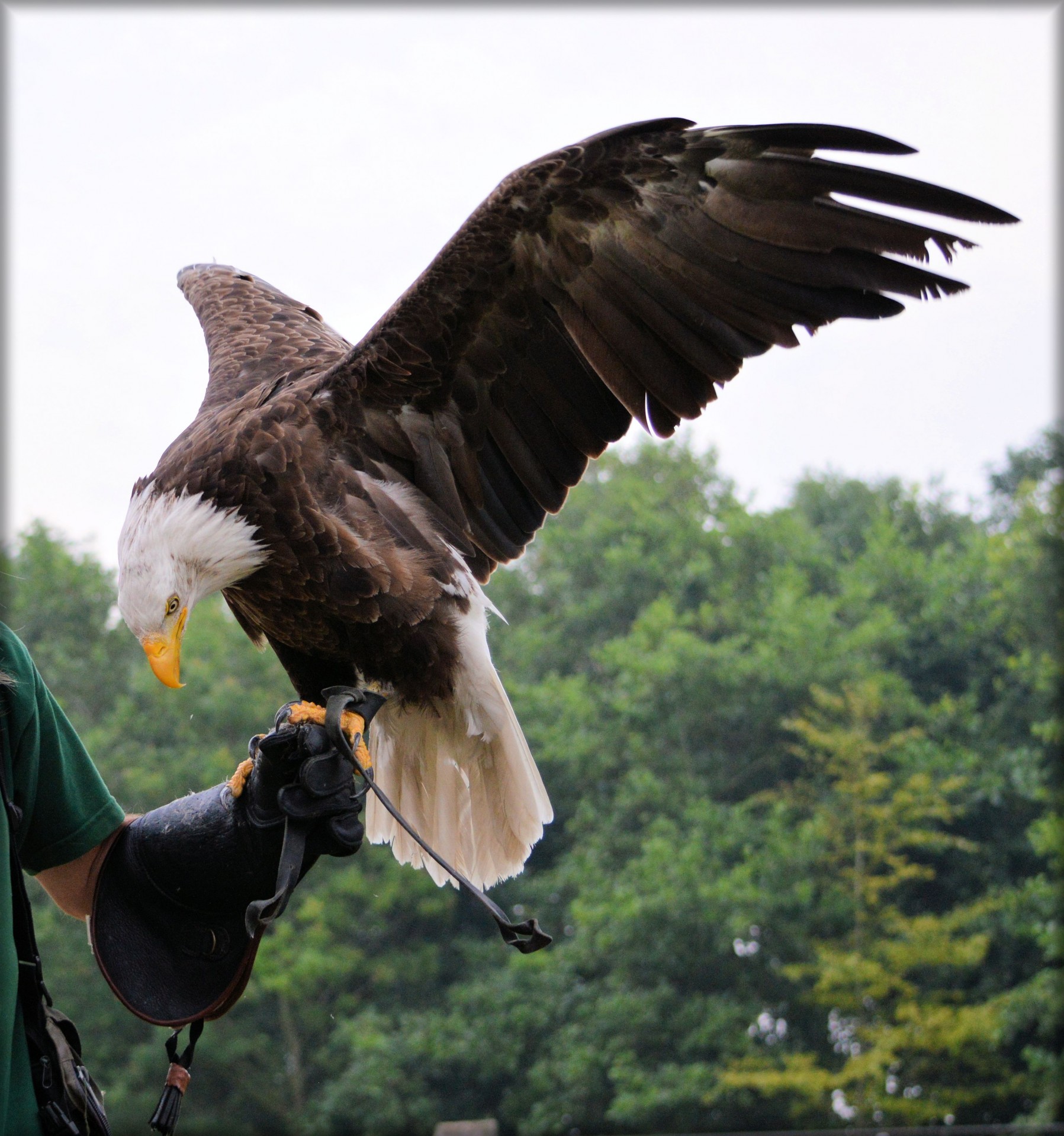 eagle raptors show free photo