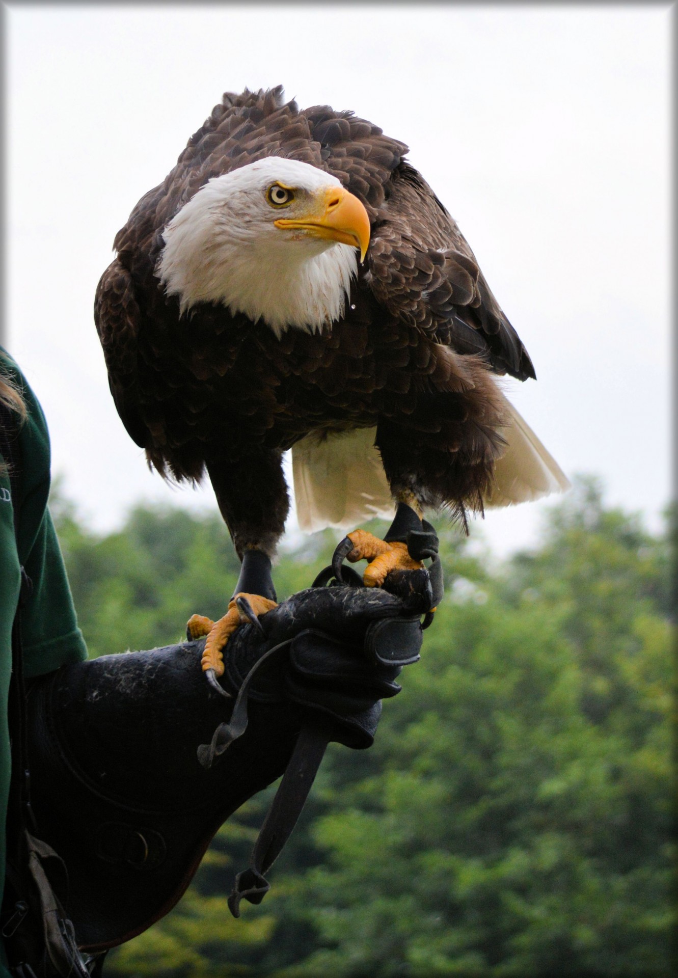 eagle raptors show free photo