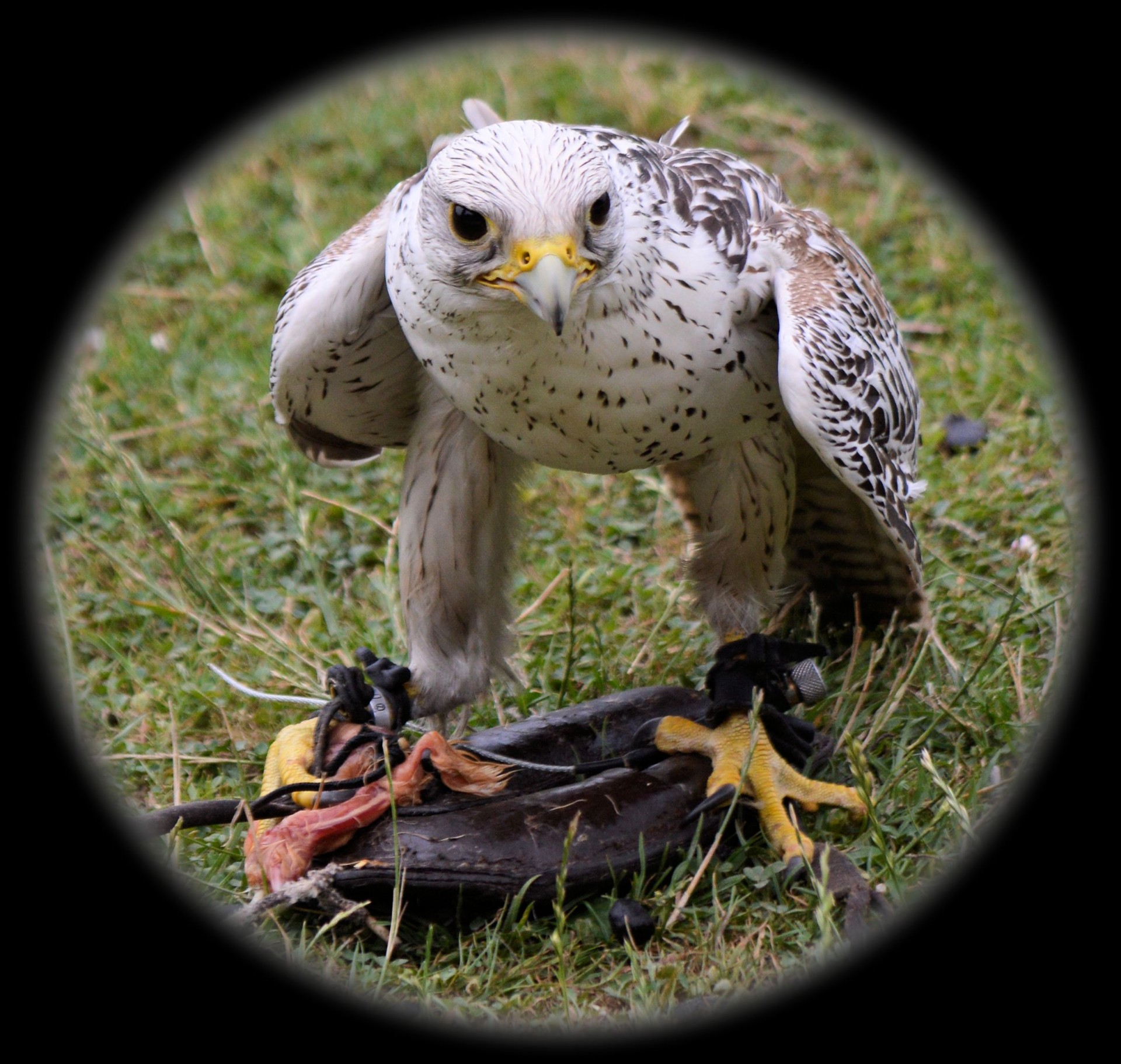 hawk show animal free photo